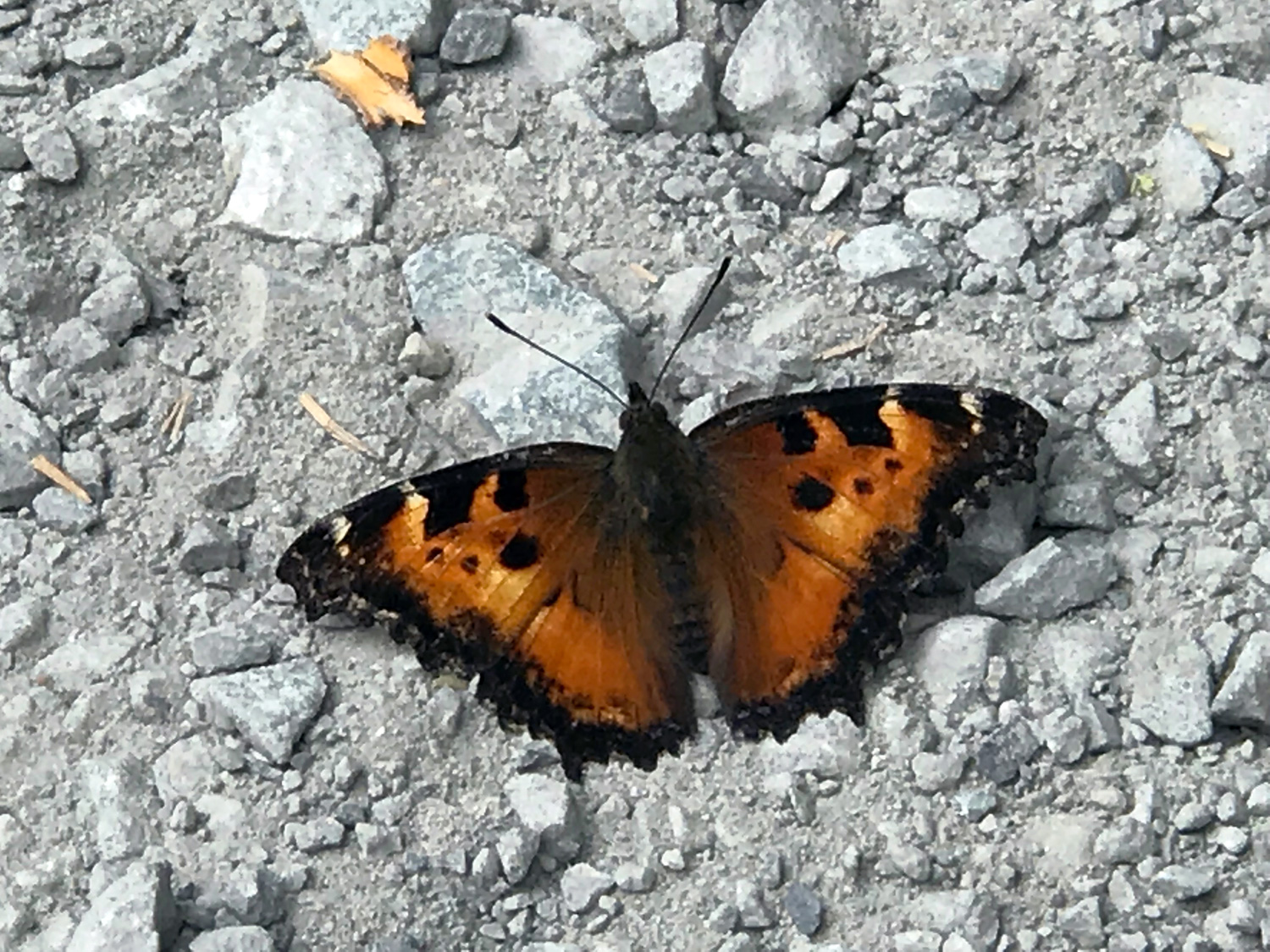 California Tortoiseshell (Nymphalis californica)