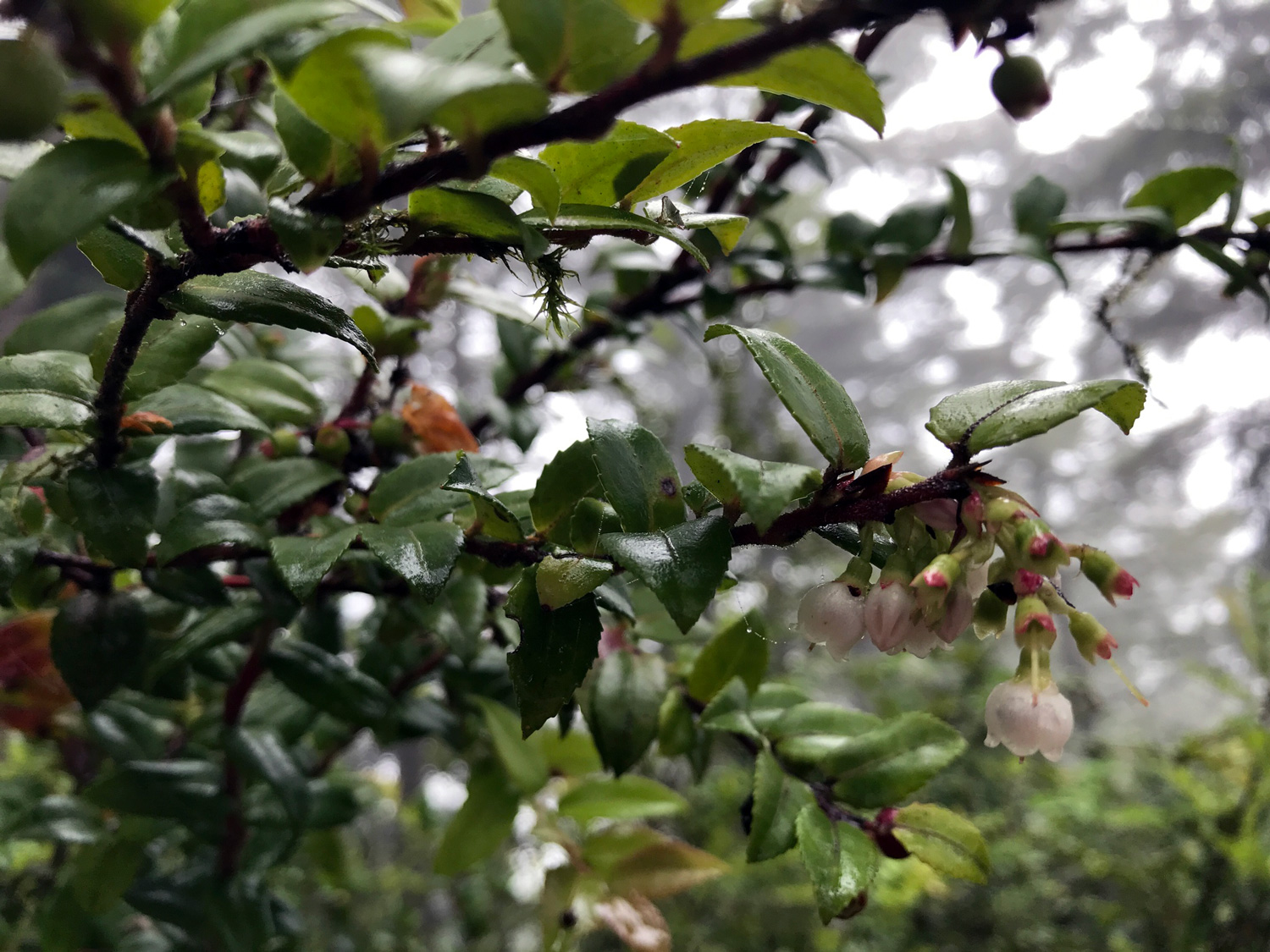 Evergreen Huckleberry (Vaccinium ovatum)