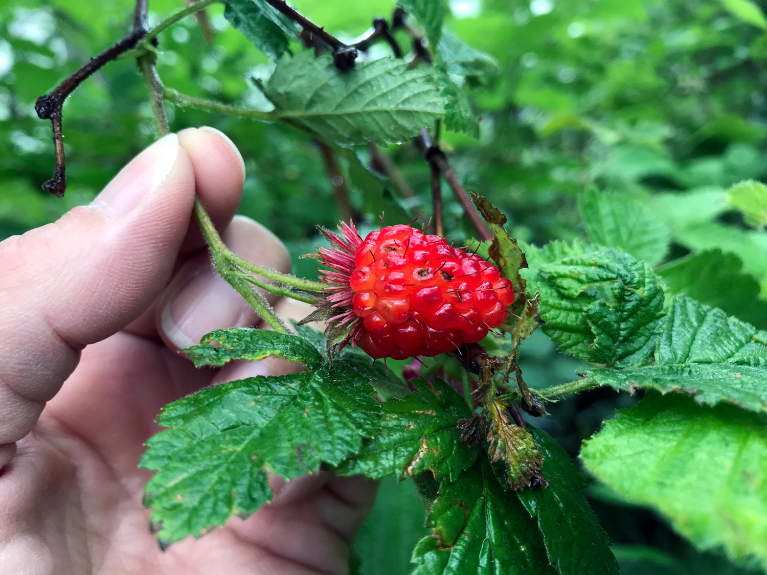 Salmonberry (Rubus spectabilis)