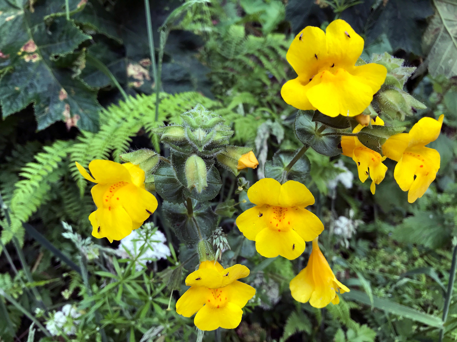 Seep Monkeyflower (Erythranthe guttata)