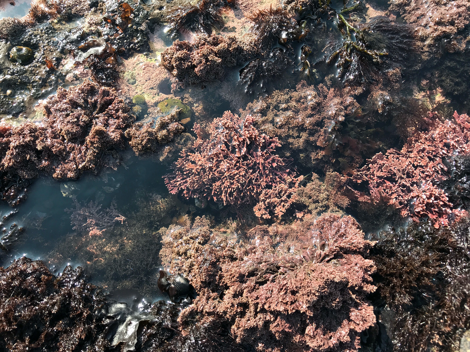 Coralline Algae (Family Corallinaceae)