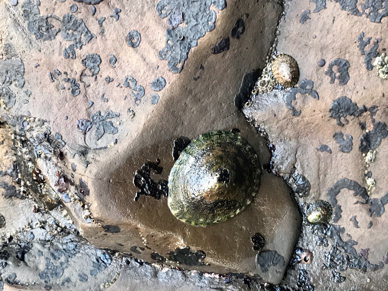 Lottia Limpets (Genus Lottia)