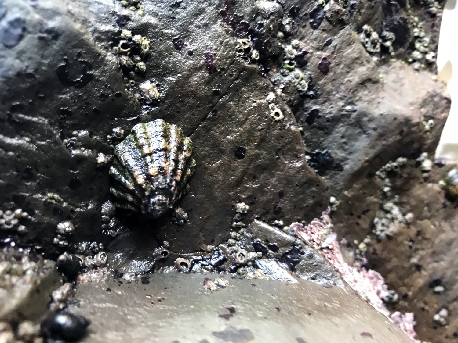 Lottia Limpets (Genus Lottia)