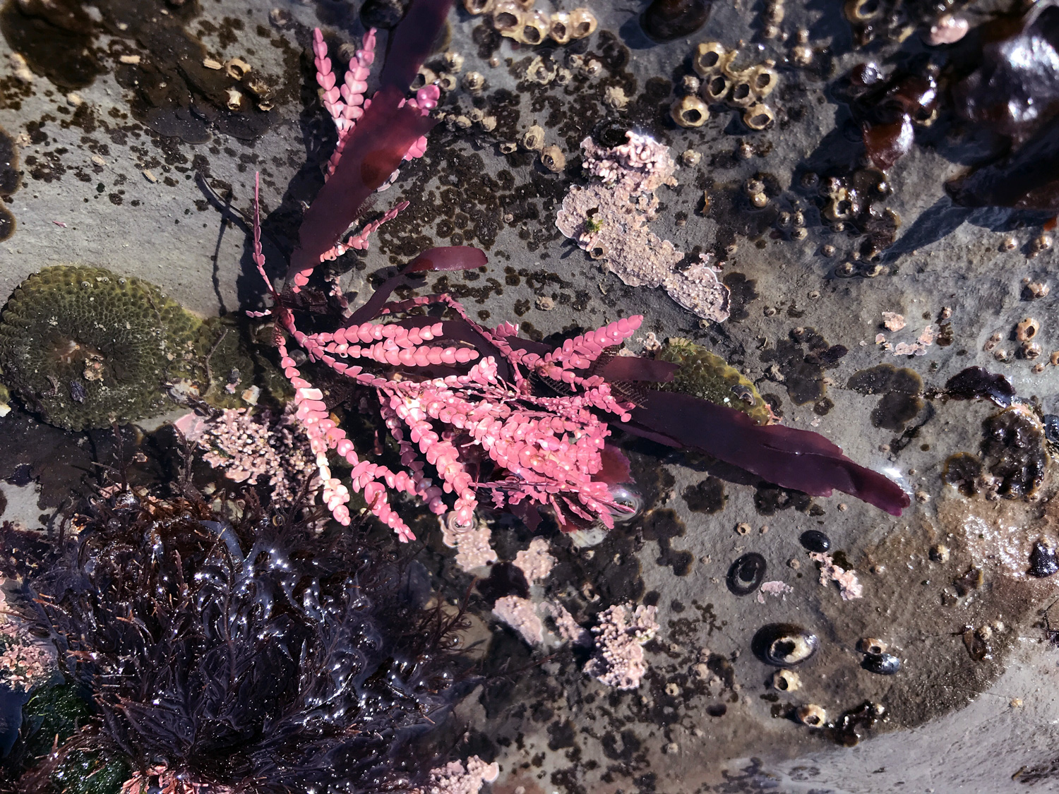 Coralline Algae (Family Corallinaceae)