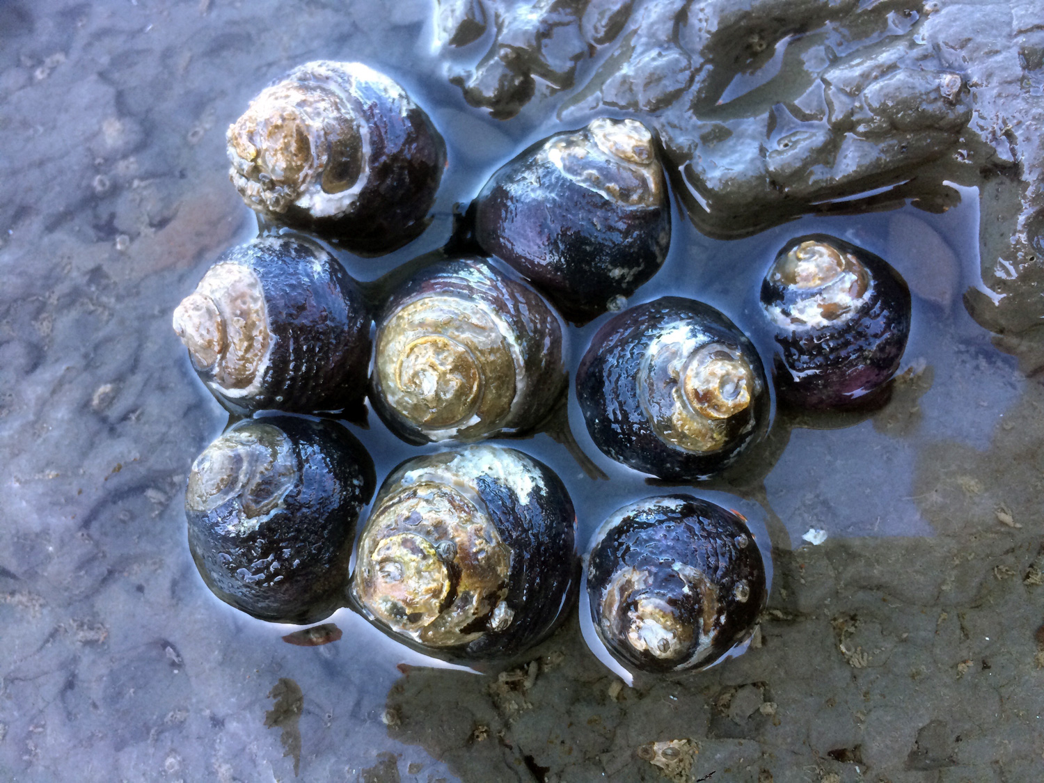 Black Tegula (Tegula funebralis)