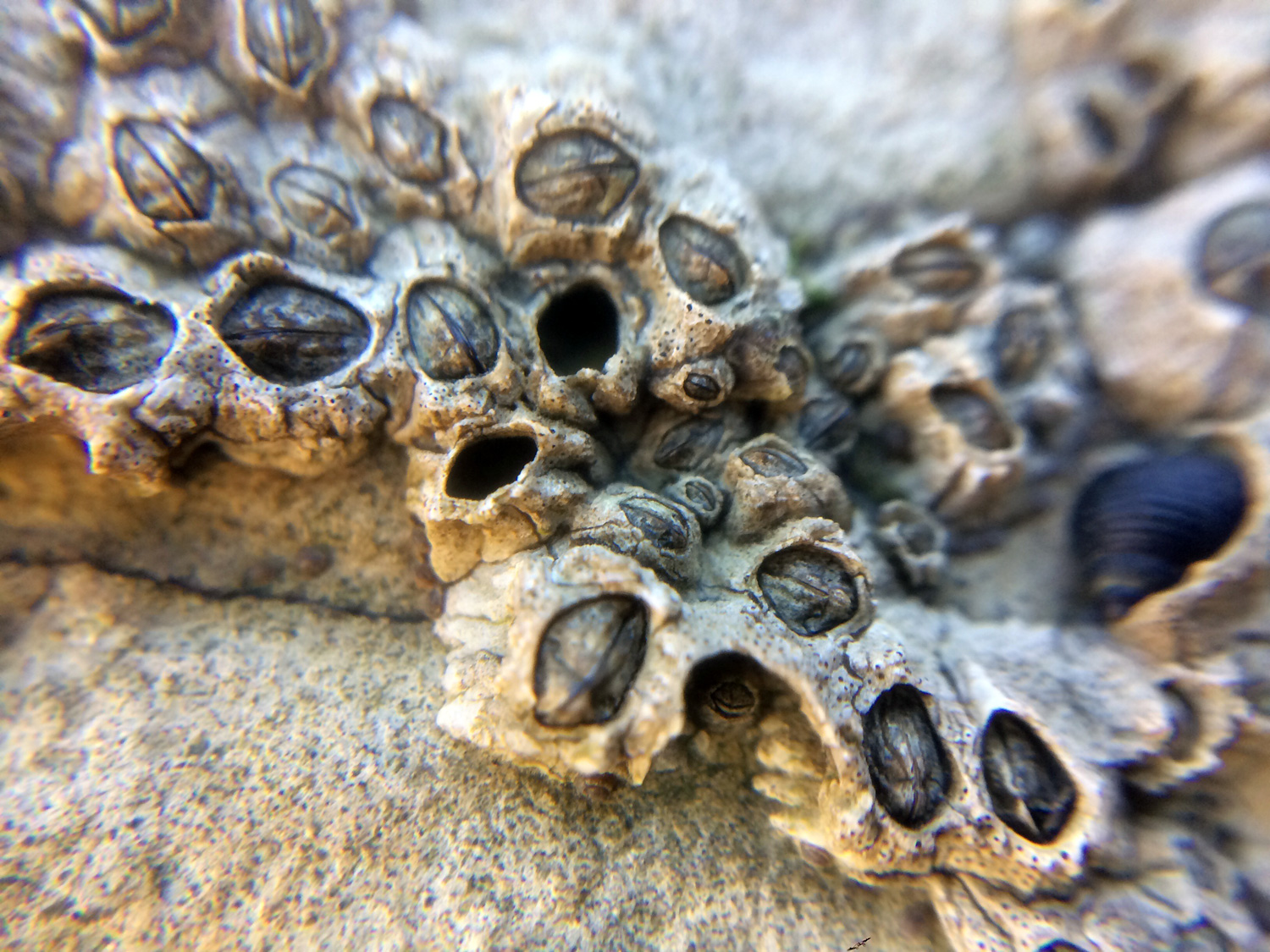 Acorn Barnacle (Balanus glandula)