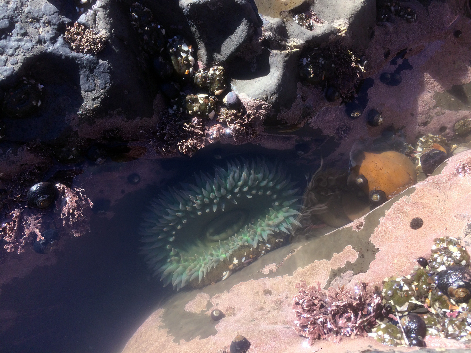 Giant Green Anemone (Anthopleura xanthogrammica)