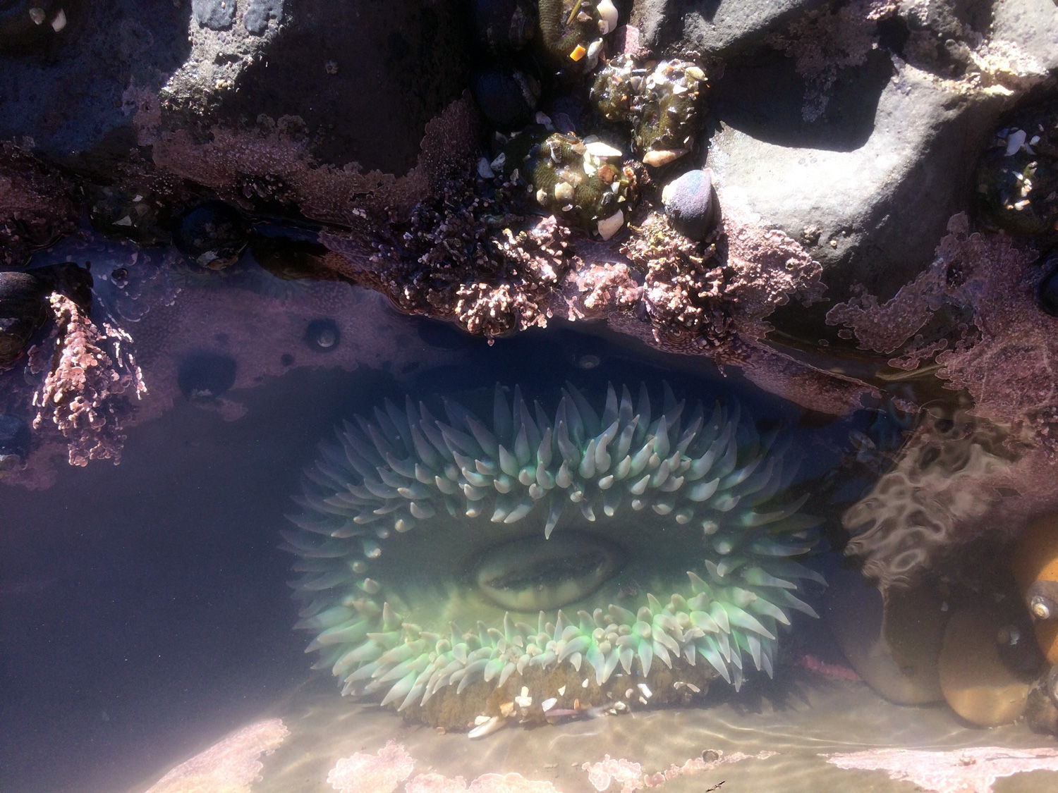 Giant Green Anemone (Anthopleura xanthogrammica)