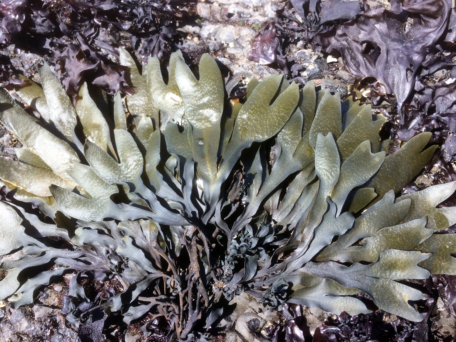 Rockweed (Fucus distichus)