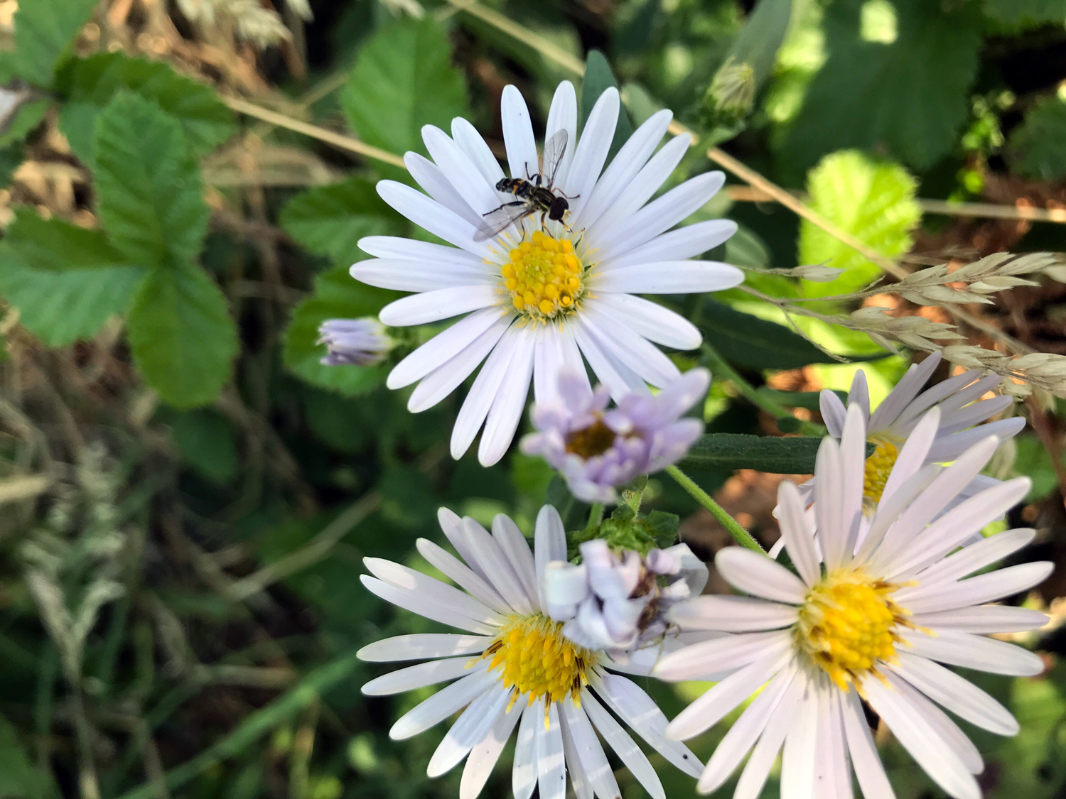 California Aster (Corethrogyne filaginifolia)