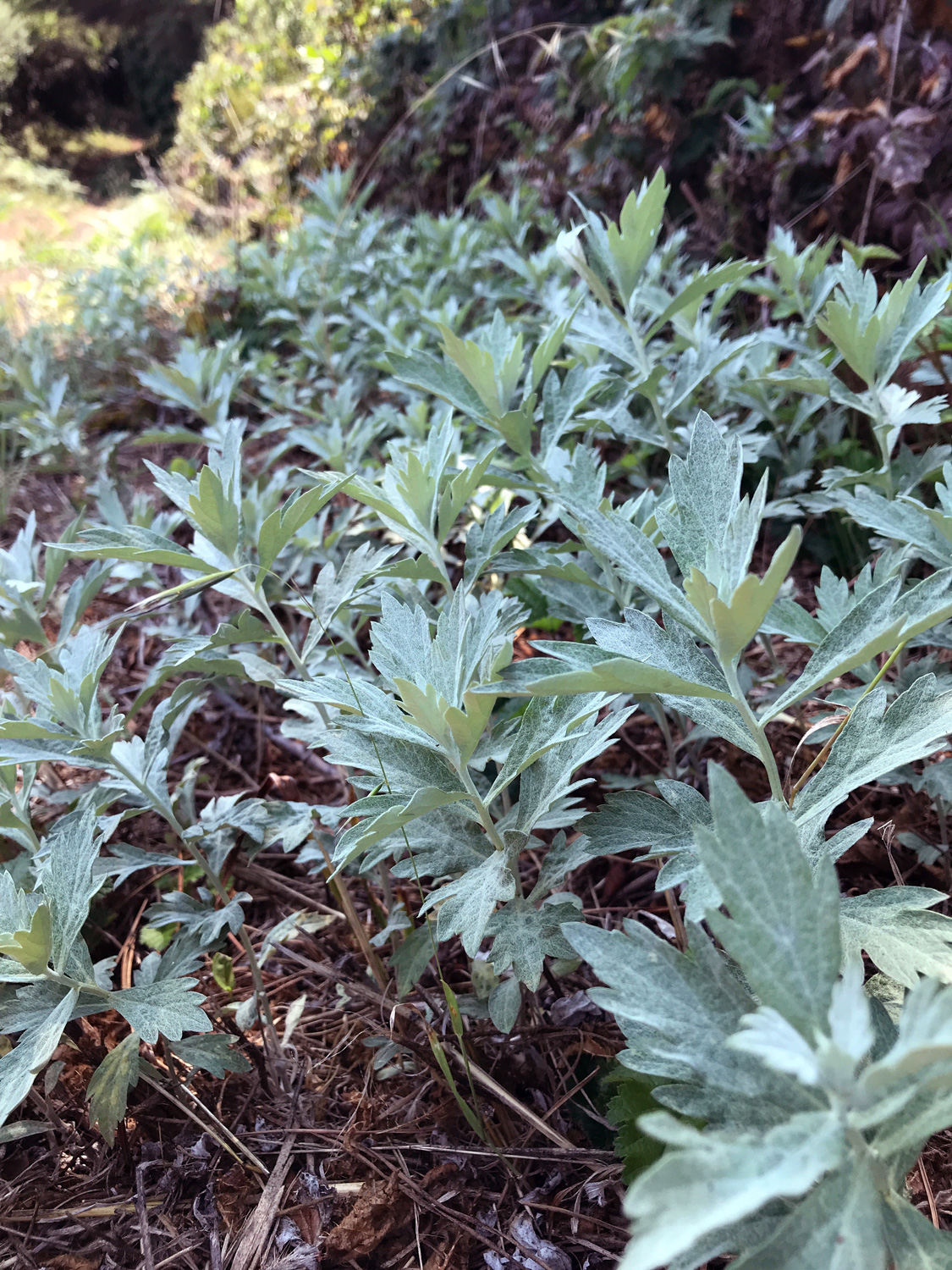 California Mugwort (Artemisia douglasiana)