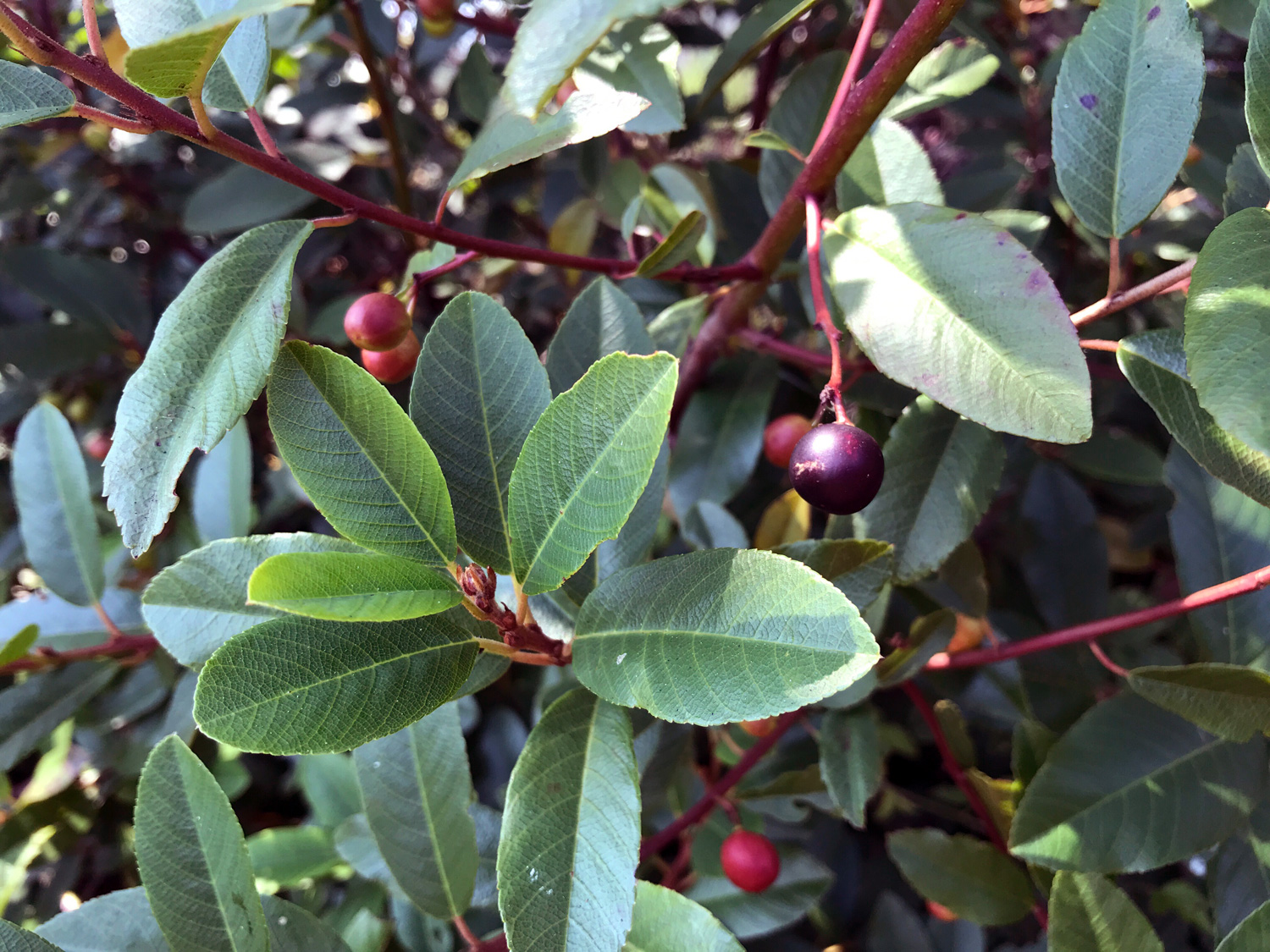 Coffeeberry (Frangula californica)