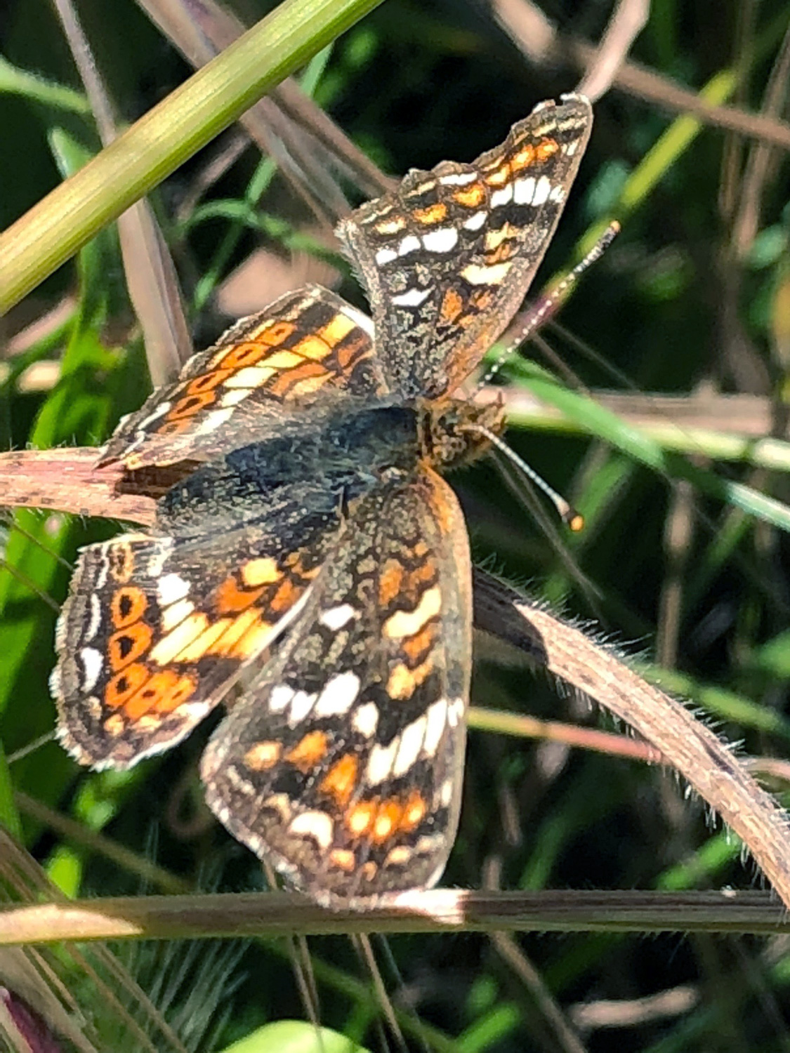 Crescents butterfly (Genus Phyciodes)