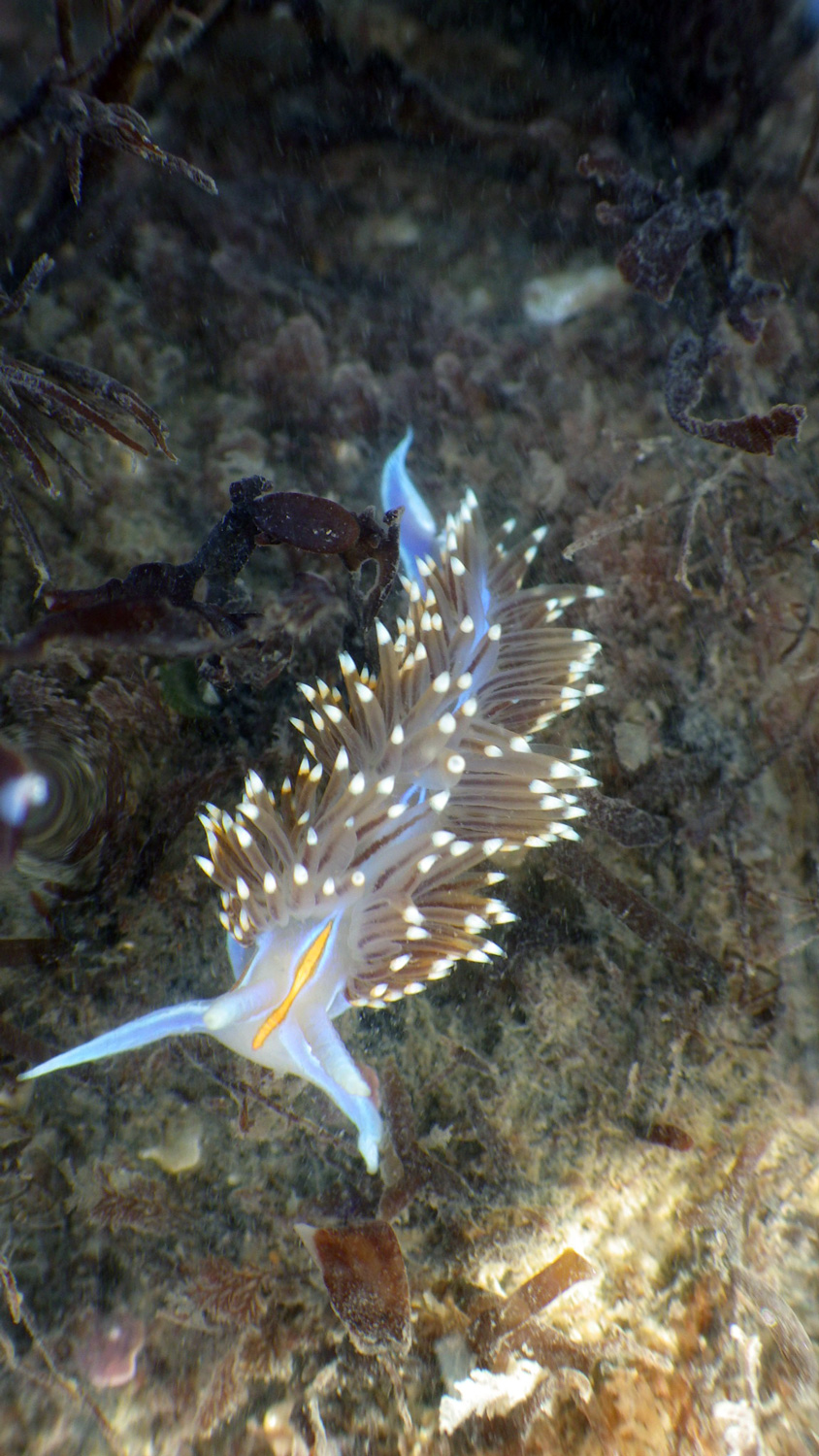 Opalescent nudibranch