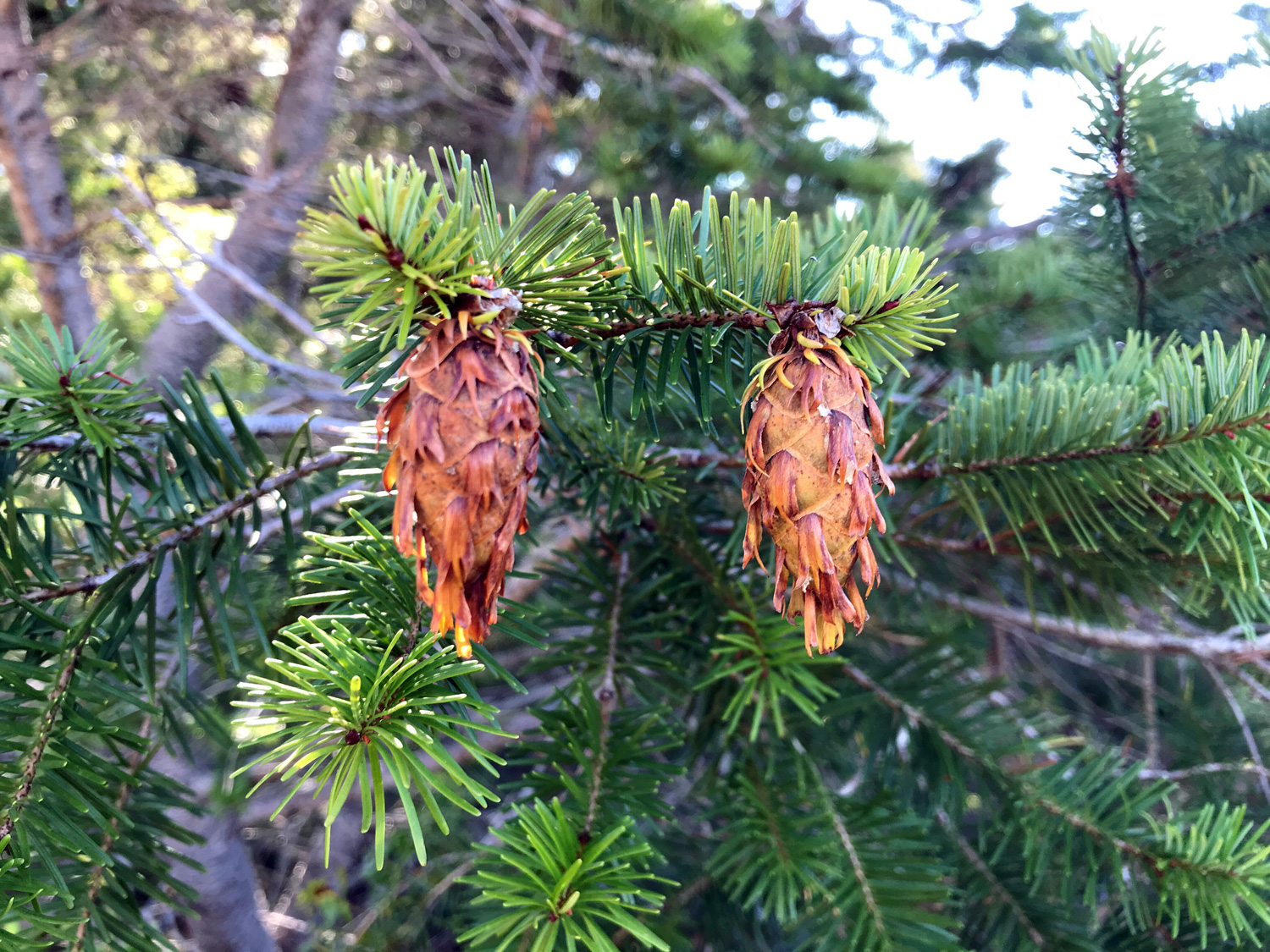 Common Douglas-Fir (Pseudotsuga menziesii)