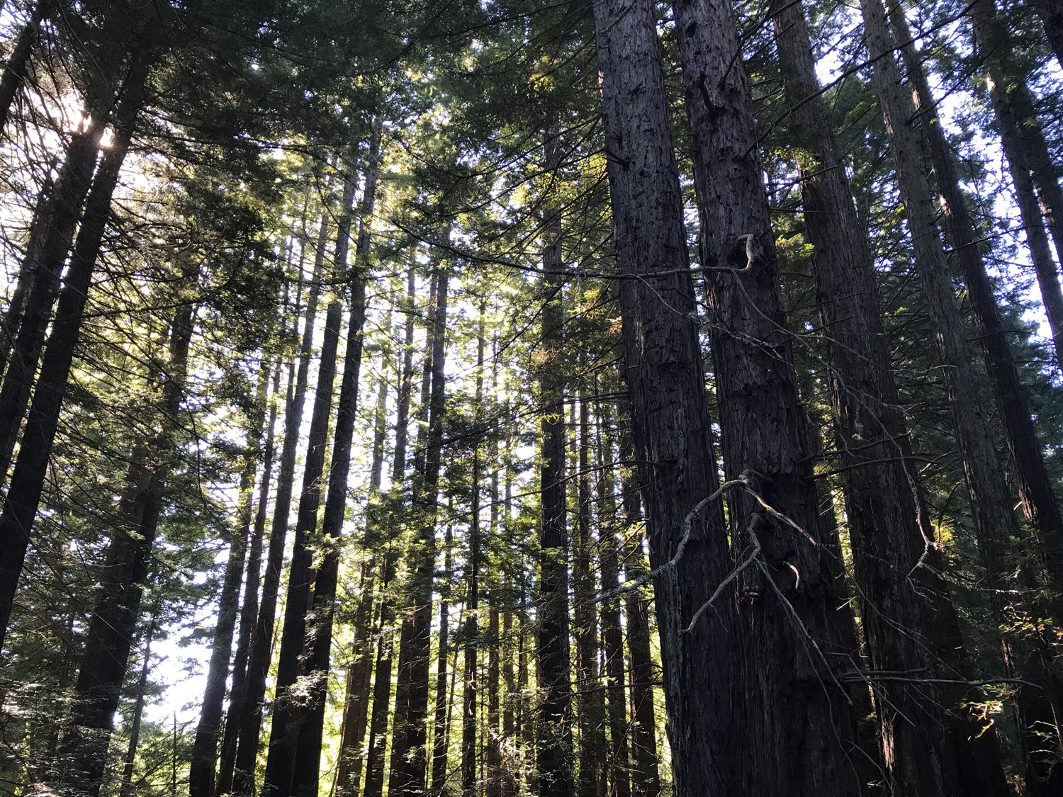 Coast Redwood (Sequoia sempervirens)