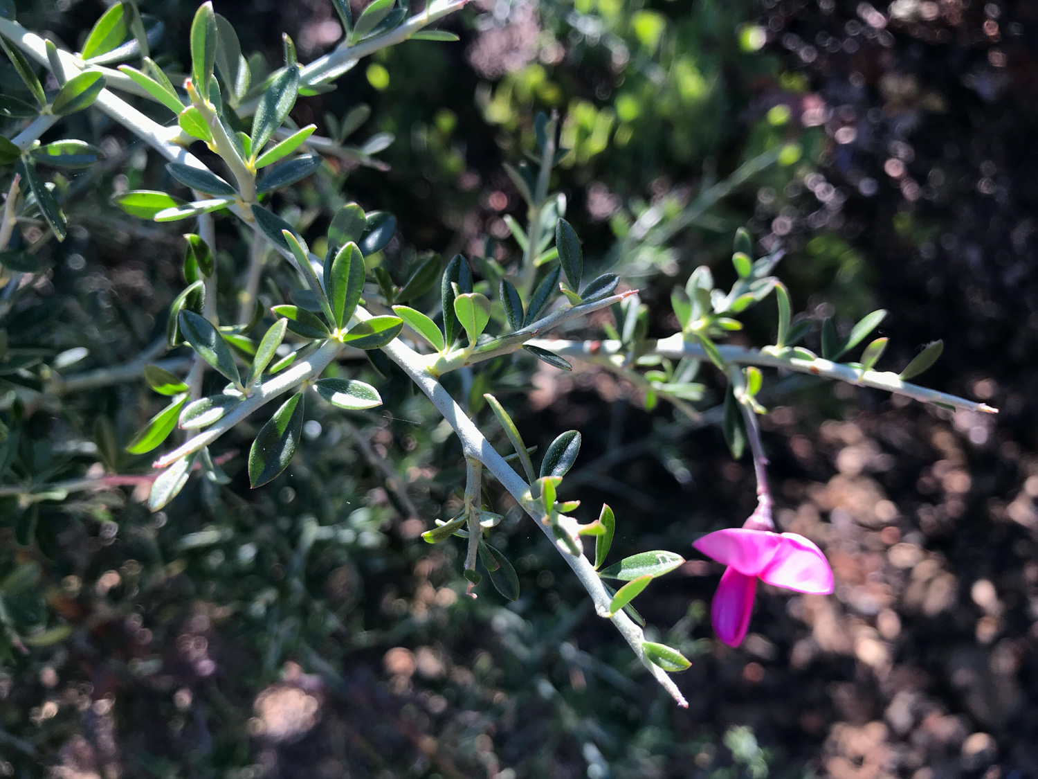 Chaparral Pea (Pickeringia montana)
