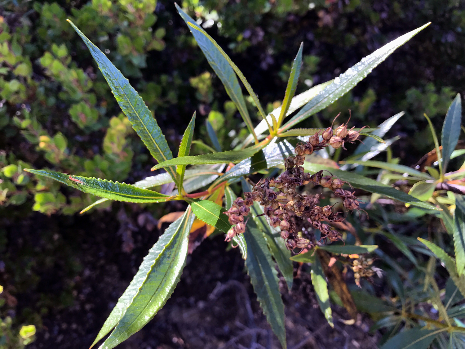 California Yerba Santa (Eriodictyon californicum)
