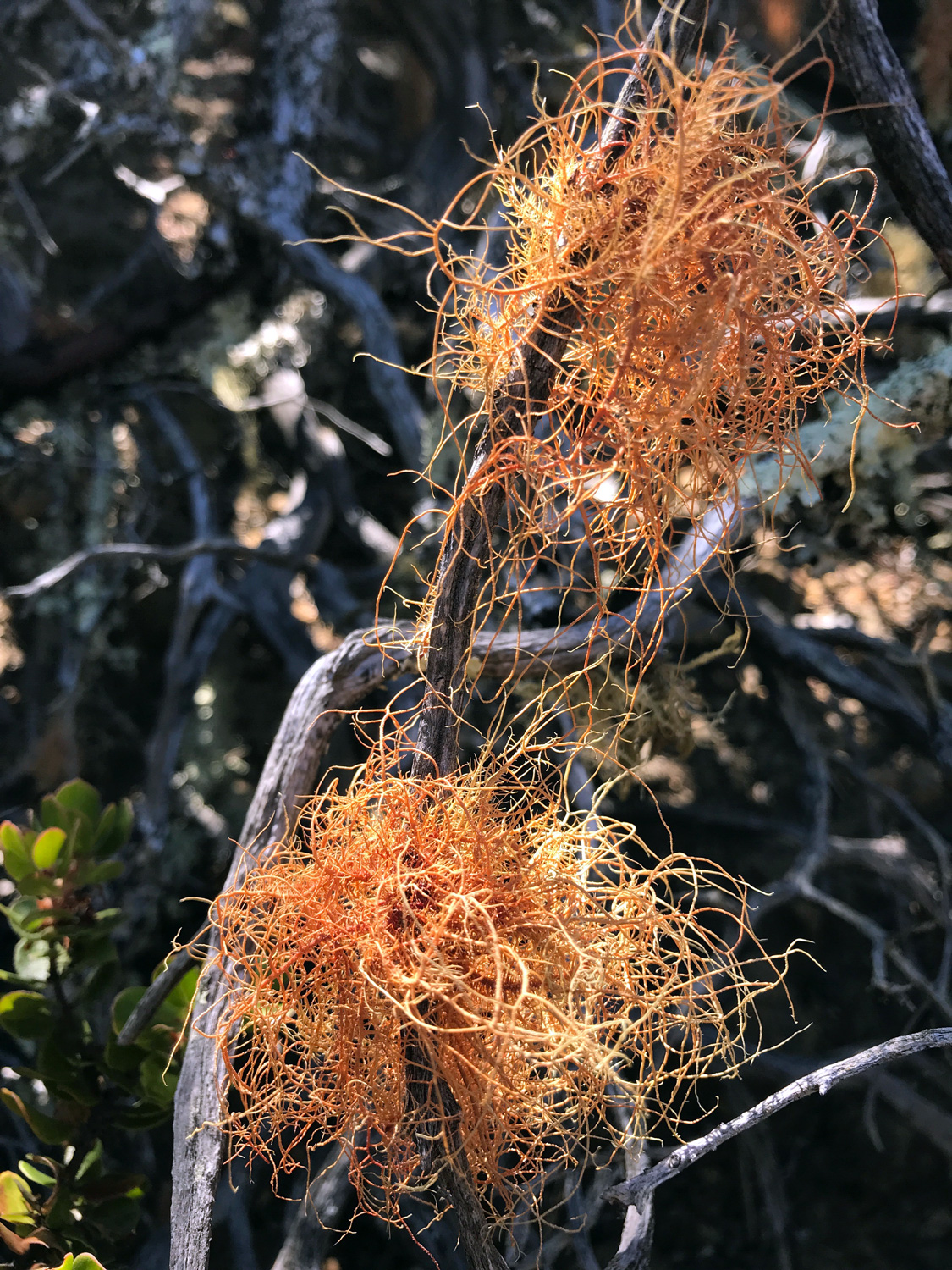 Red Beard Lichen (Usnea rubicunda)