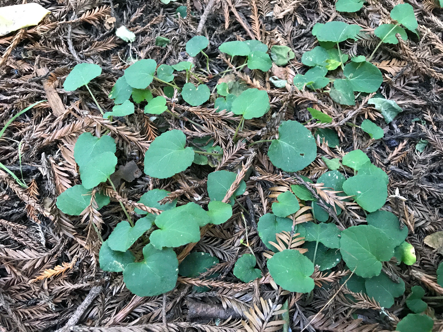 Redwood Violet (Viola sempervirens)