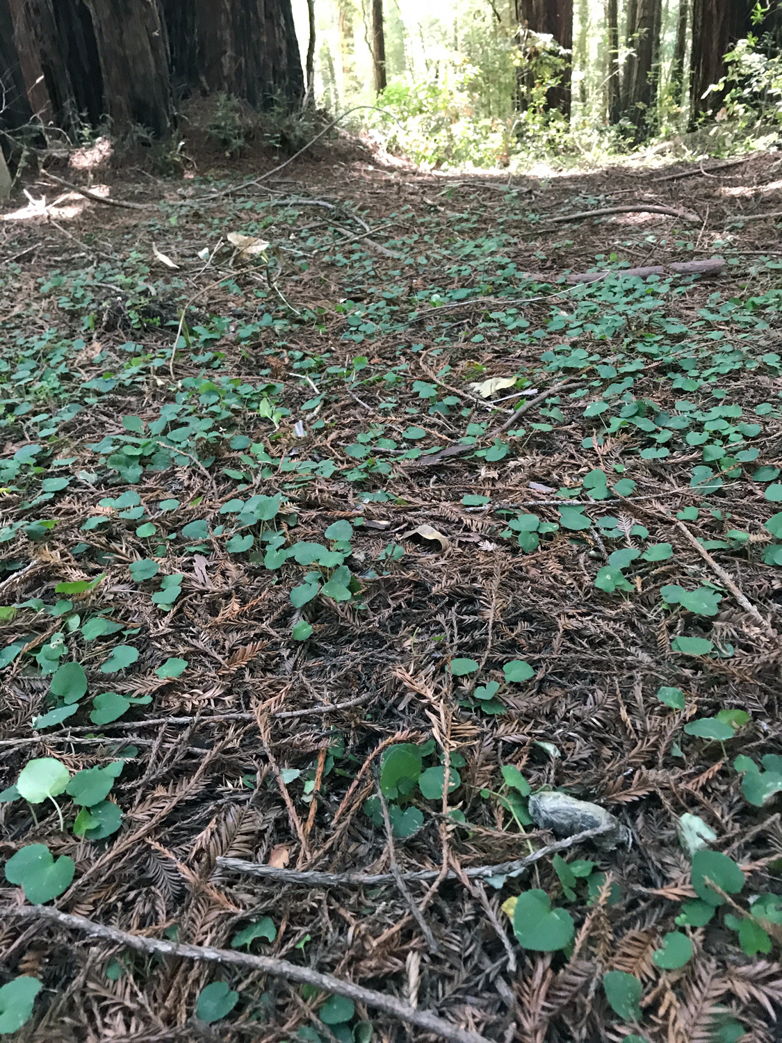 Redwood Violet (Viola sempervirens)