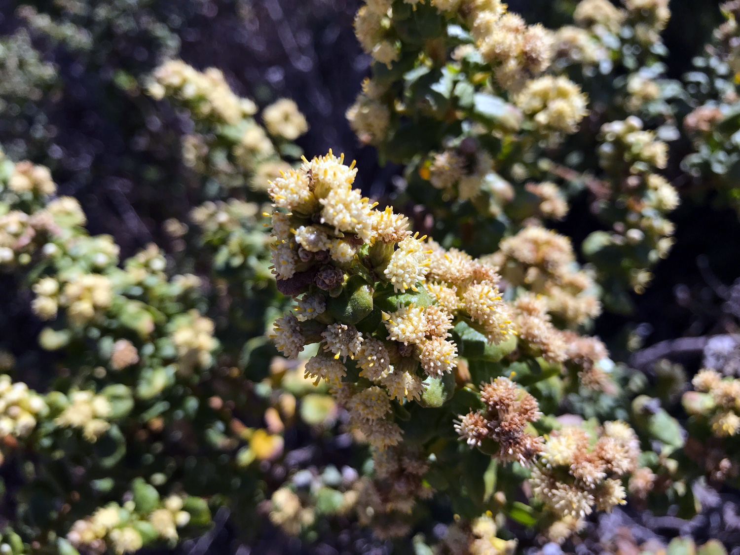 Coyote Brush (Baccharis pilularis)