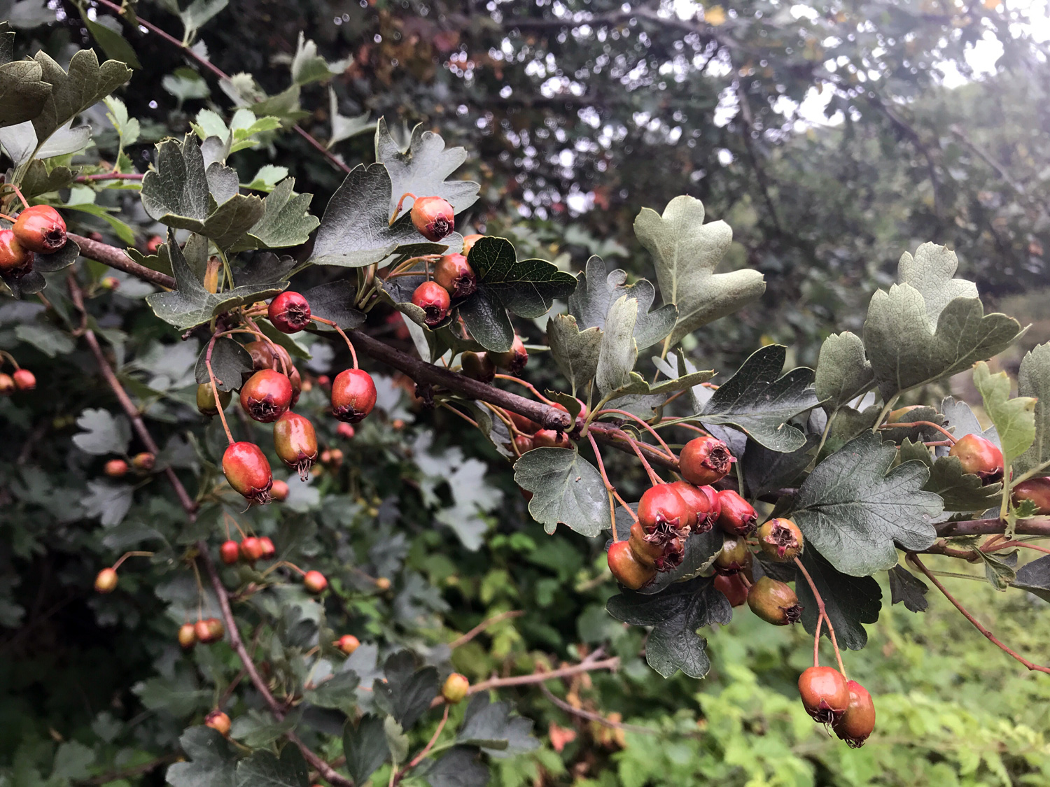 Common Hawthorn (Crataegus monogyna)