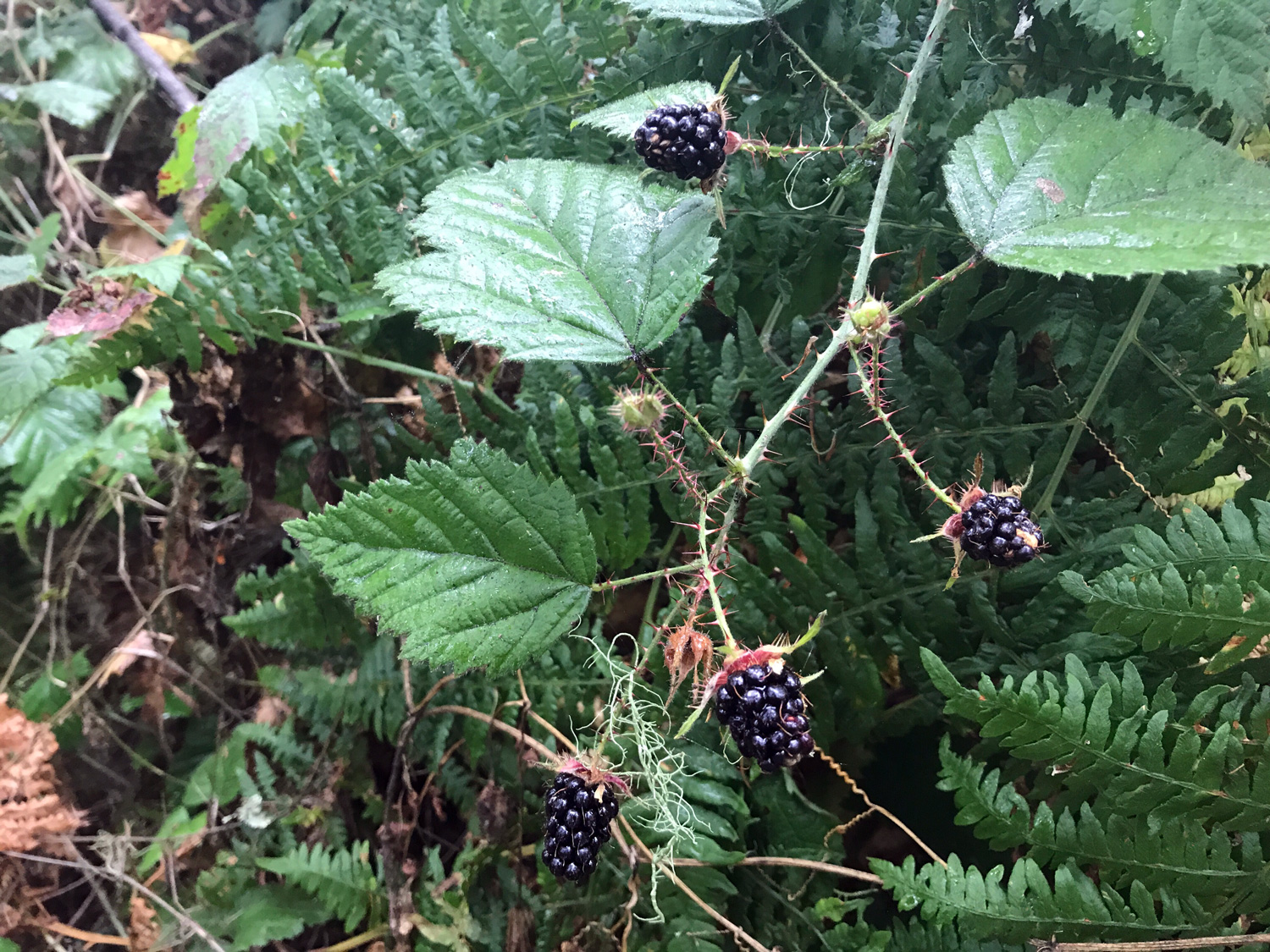 Trailing Blackberry (Rubus ursinus)