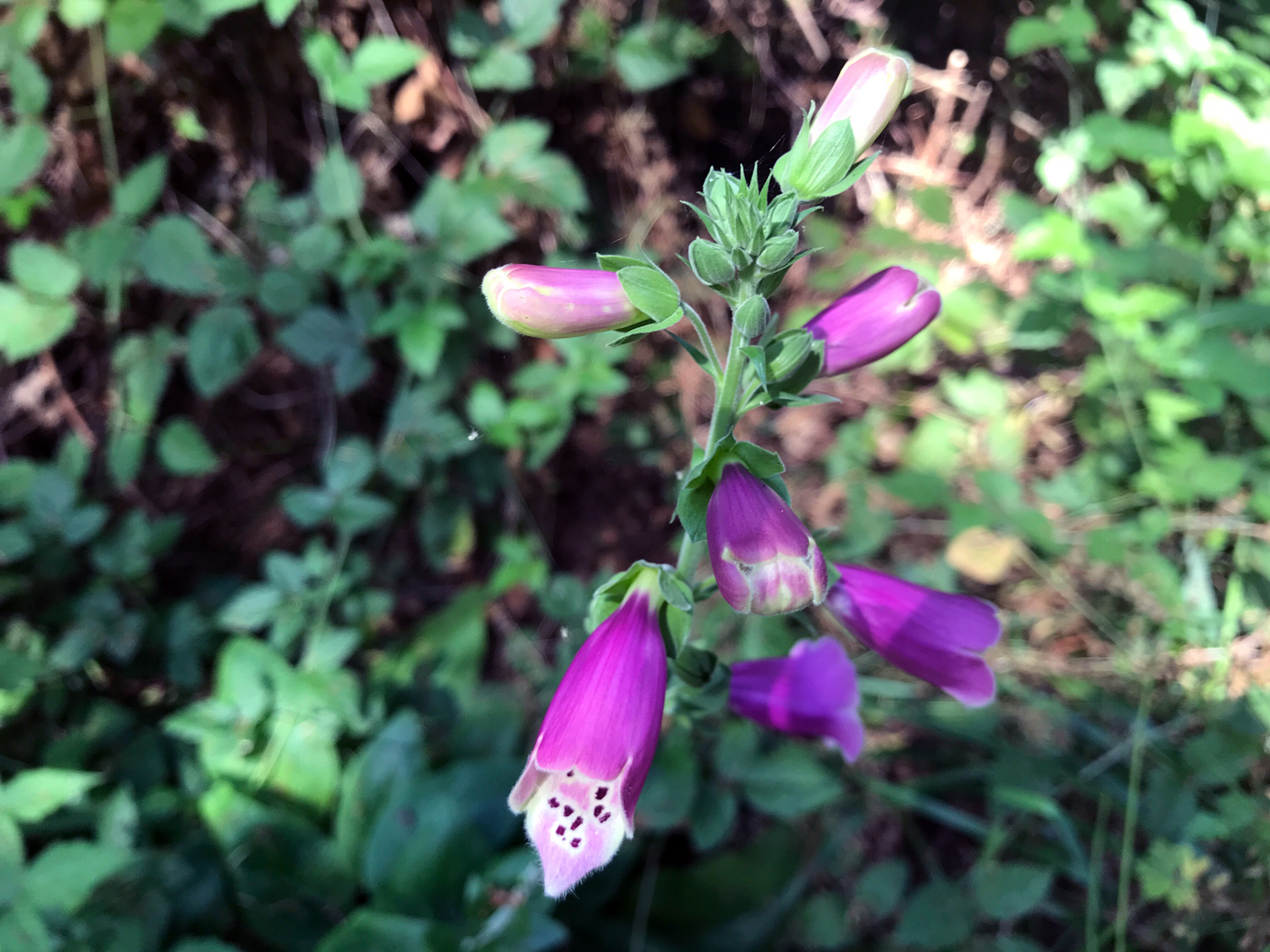 Purple Foxglove (Digitalis purpurea)