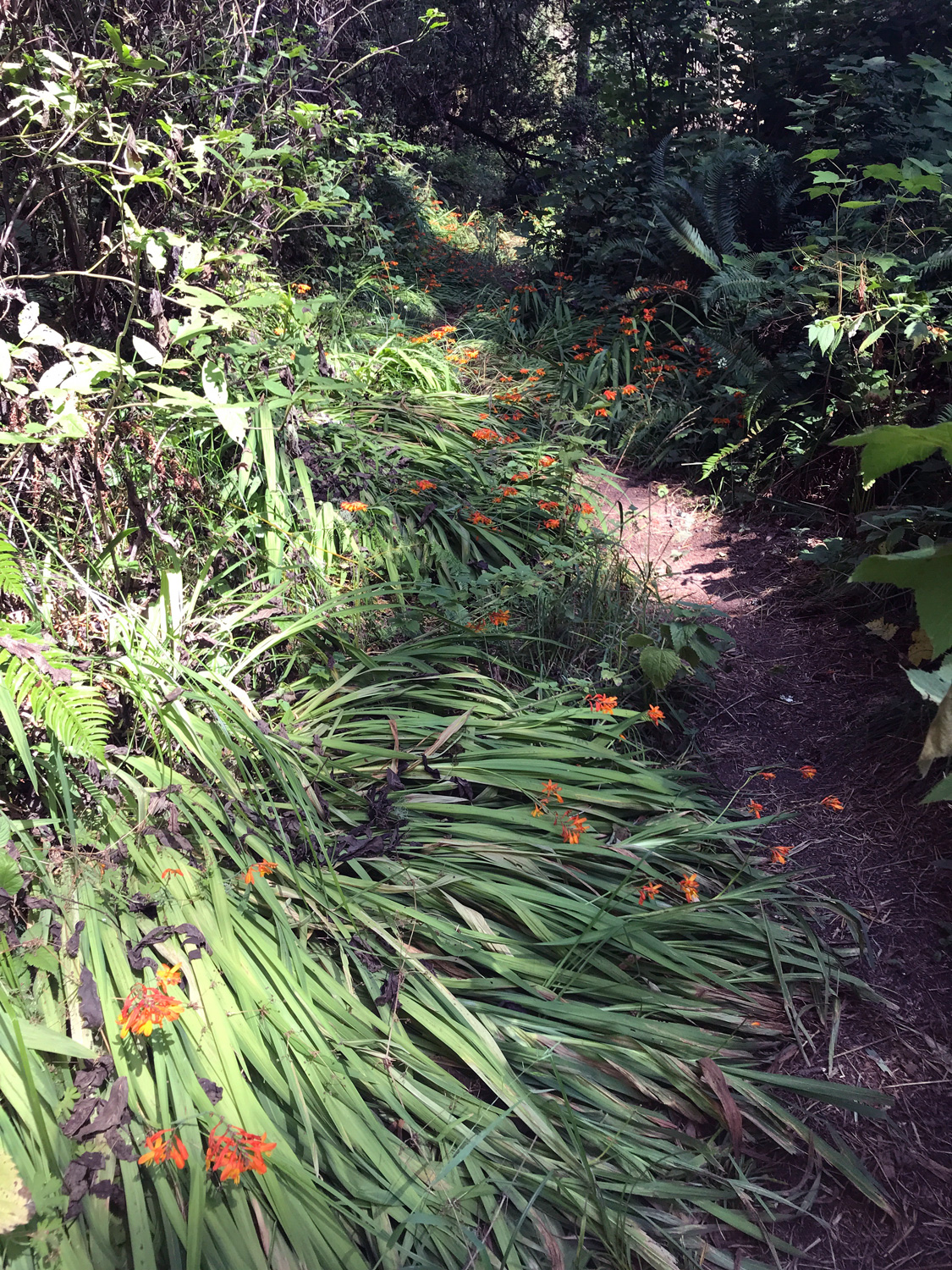 Montbretia (Crocosmia × crocosmiiflora)