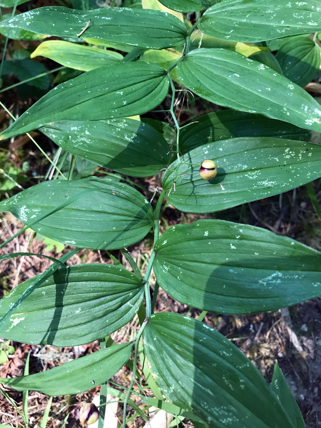 False Solomon's-Seals (Genus Maianthemum)