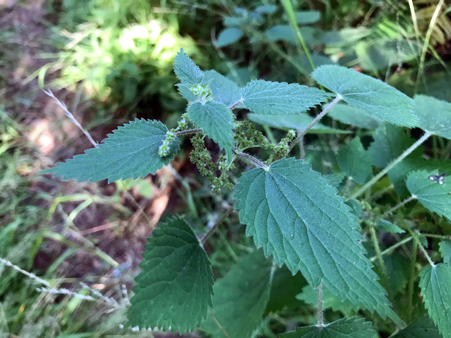 Stinging Nettle (Urtica dioica)