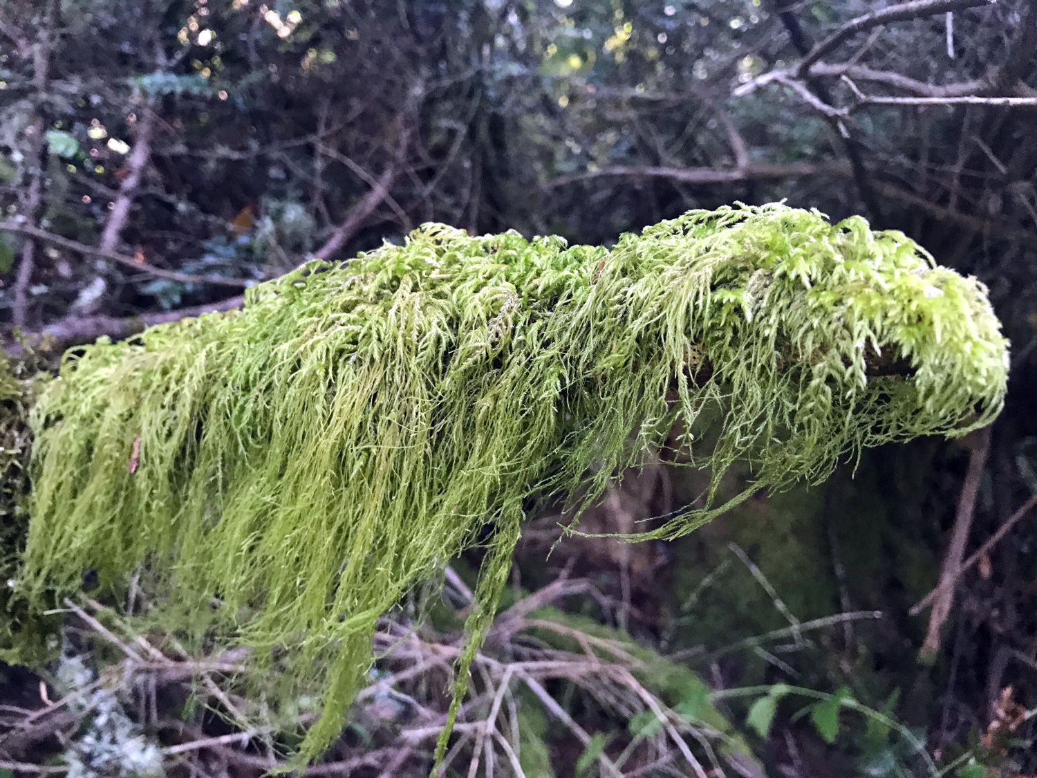 Cat's Tail Moss (Isothecium stoloniferum)