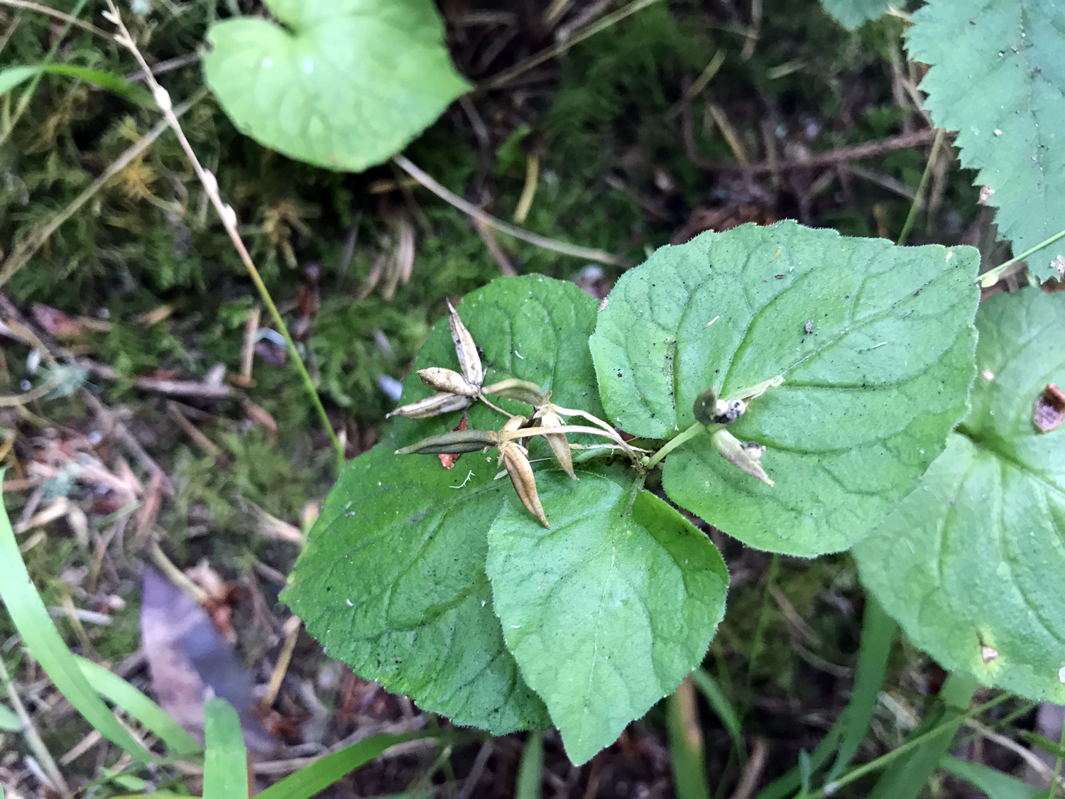 Pacific Trillium (Trillium ovatum)