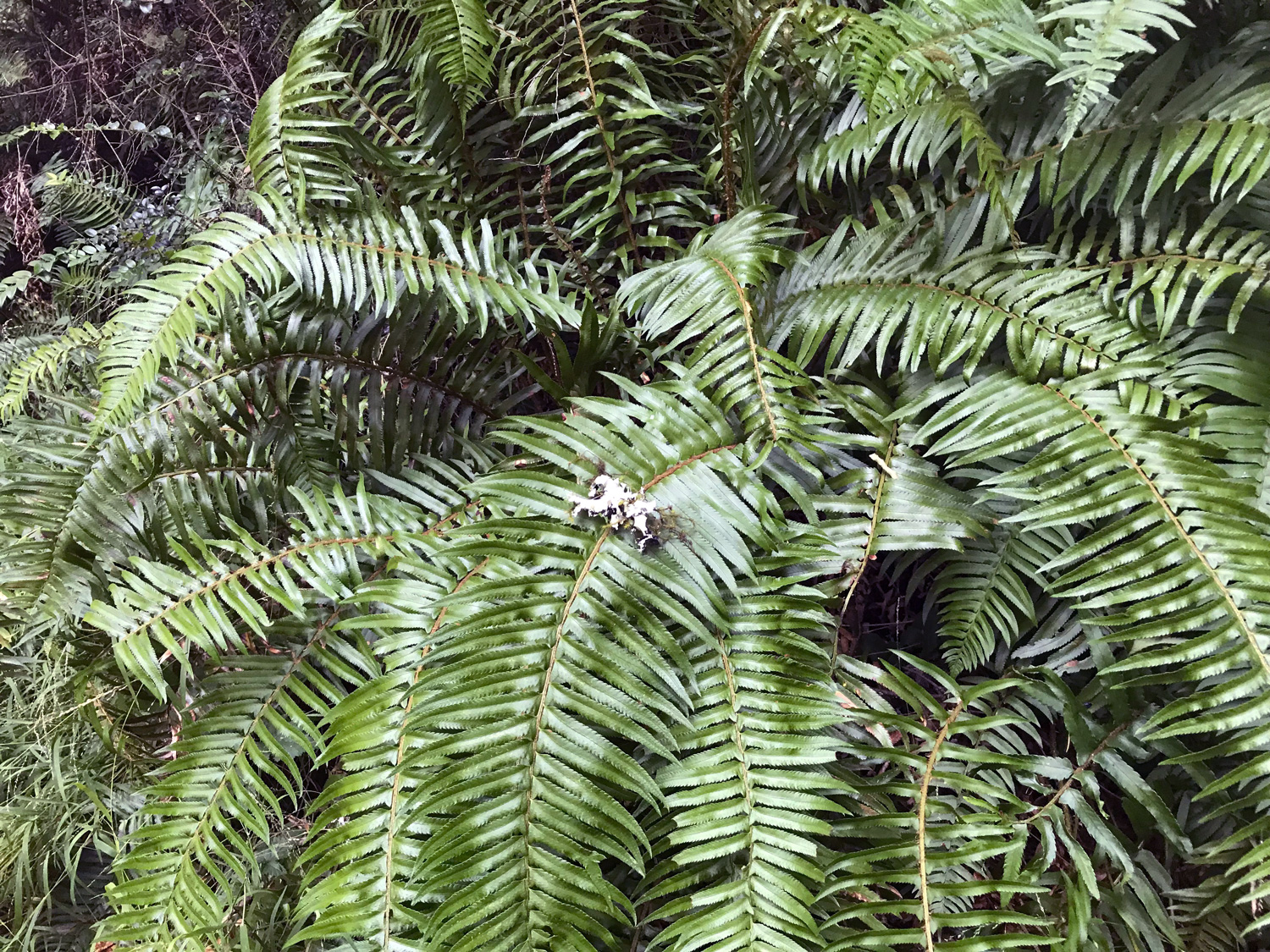 Western Sword Fern (Polystichum munitum)