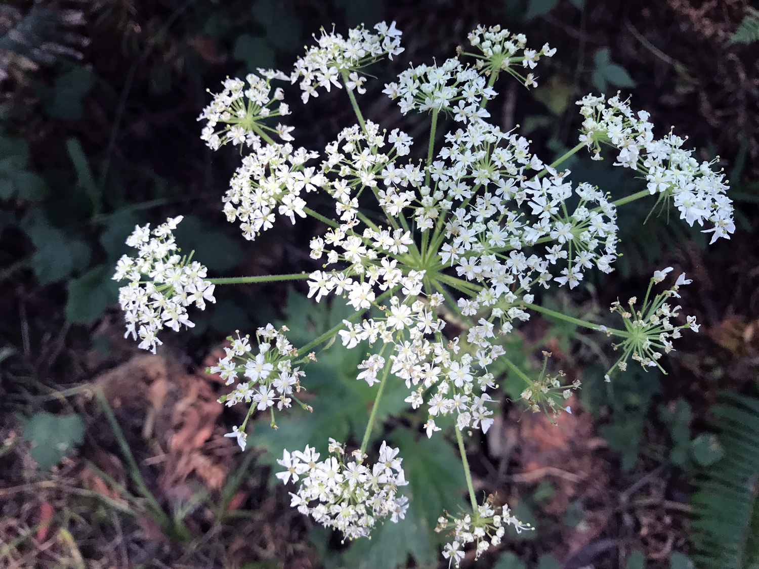 Common Cowparsnip (Heracleum maximum)