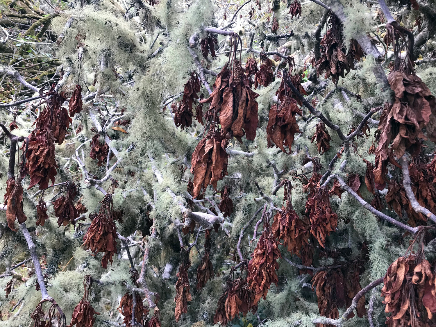 California Buckeye (Aesculus californica)