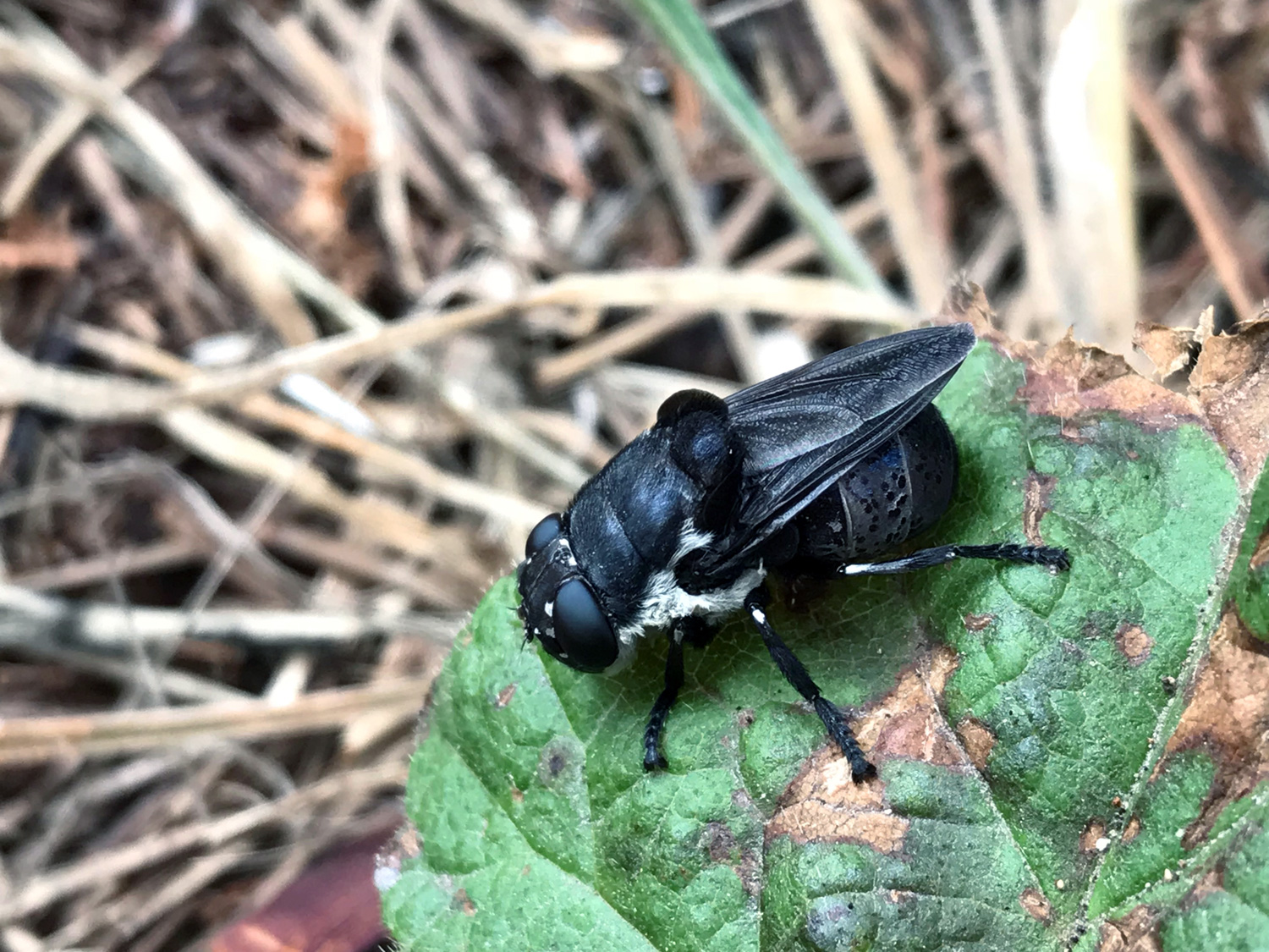 Rodent and Lagomorph Bot Flies (Genus Cuterebra)