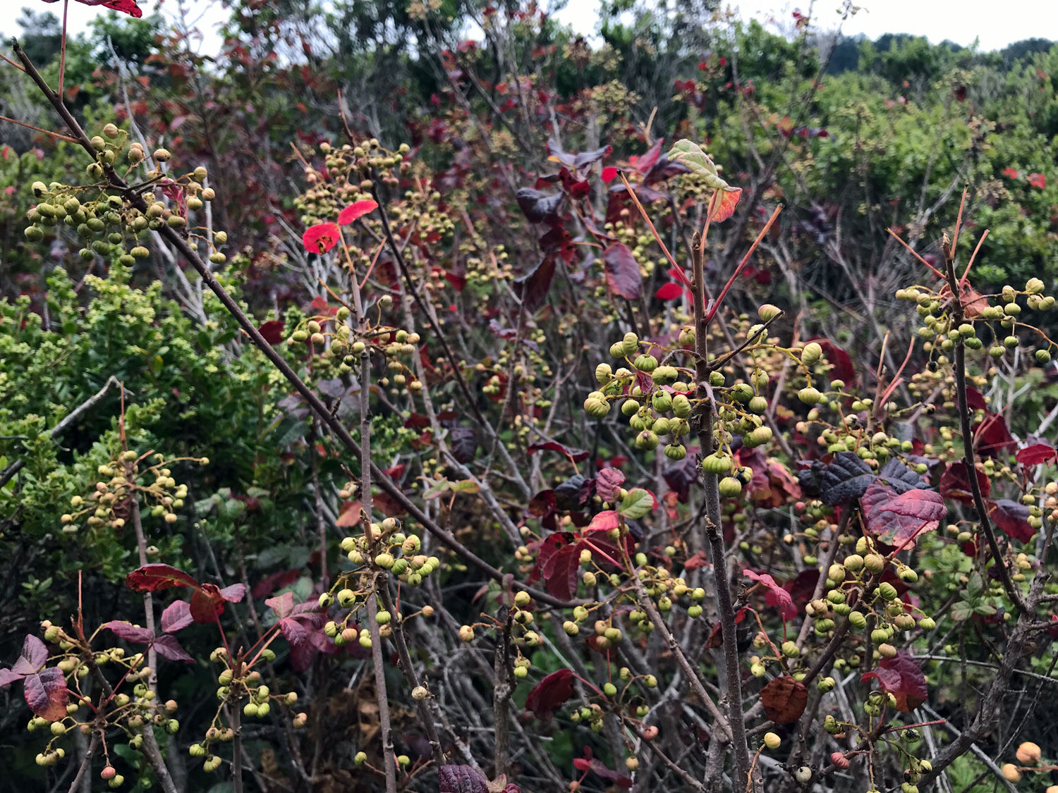 Pacific Poison Oak (Toxicodendron diversilobum)