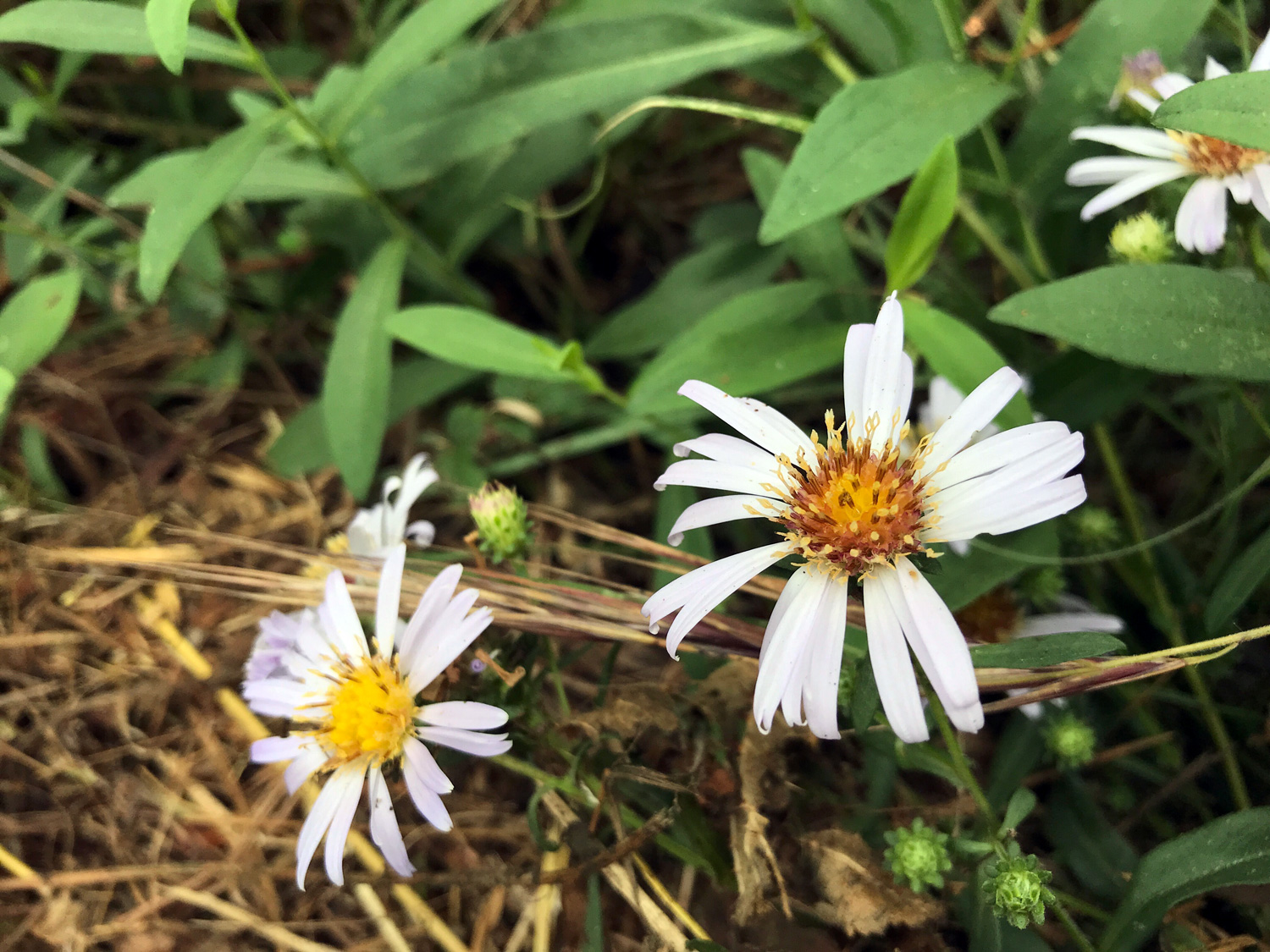 Pacific Aster (Symphyotrichum chilense)