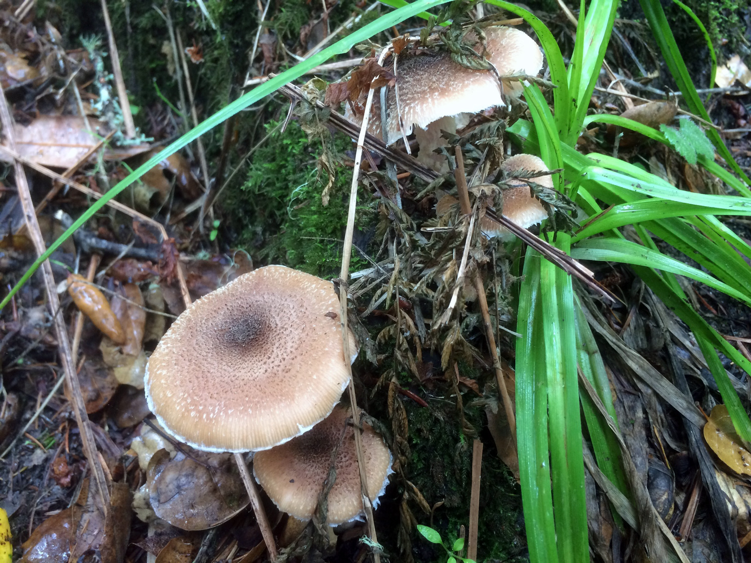 Honey Fungi (Genus Armillaria)