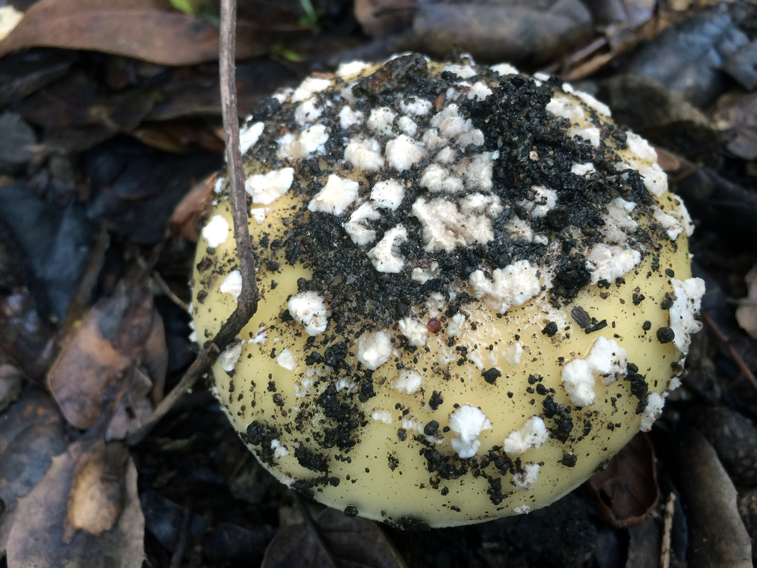 Amanita Mushrooms (Genus Amanita)