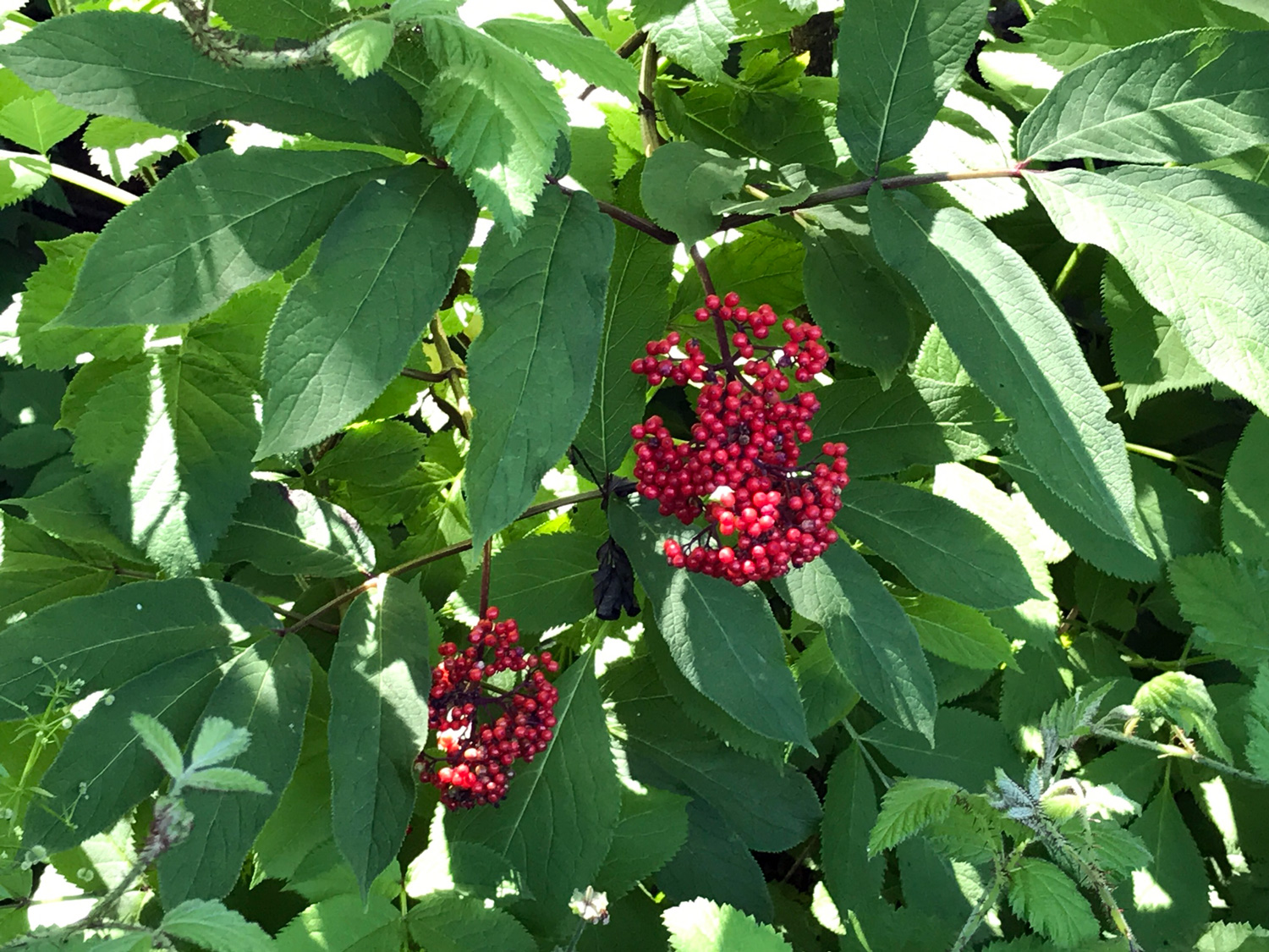 Red-berried Elder (Sambucus racemose)