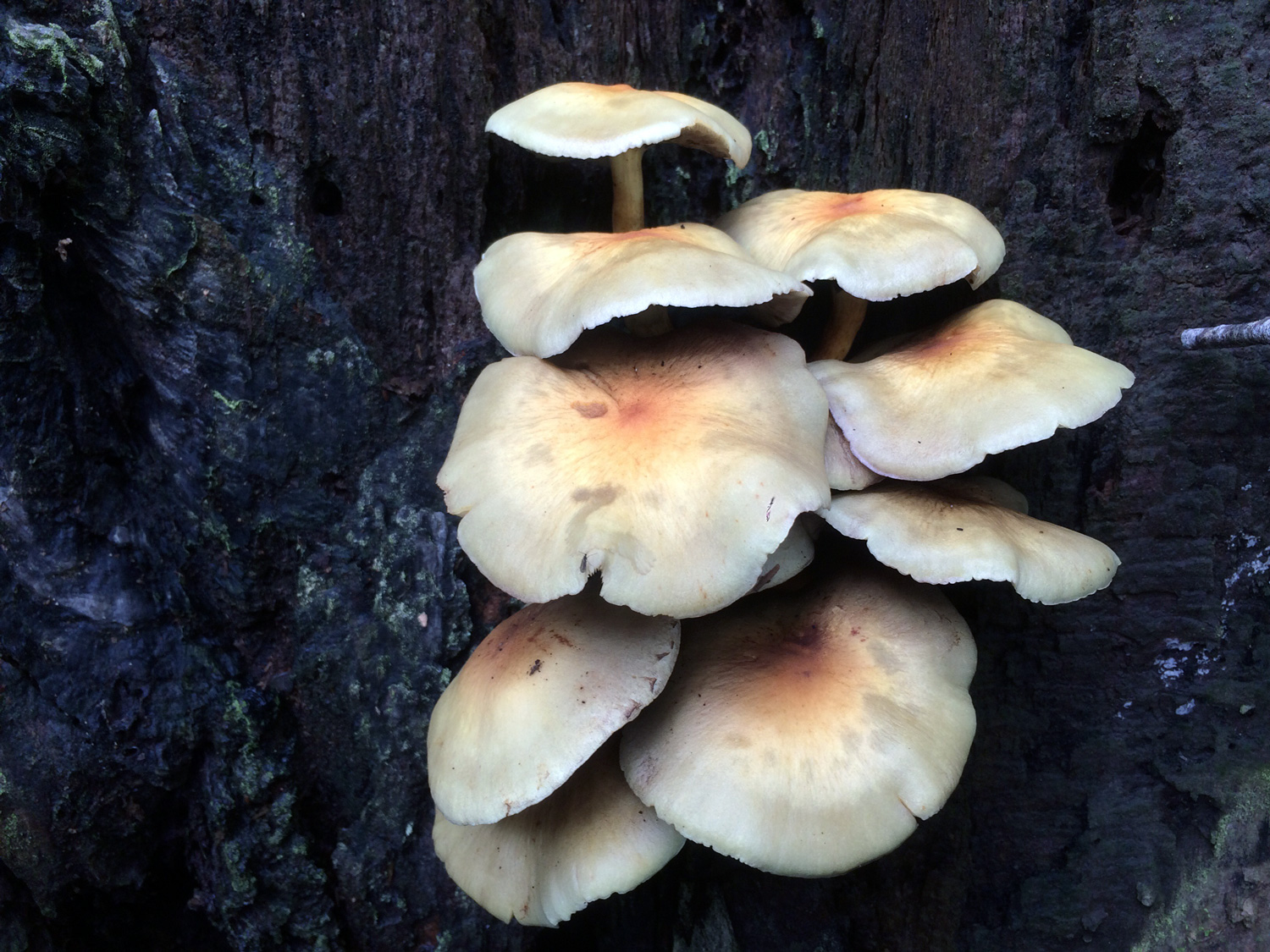 Sulphur Tuft (Hypholoma fasciculare)