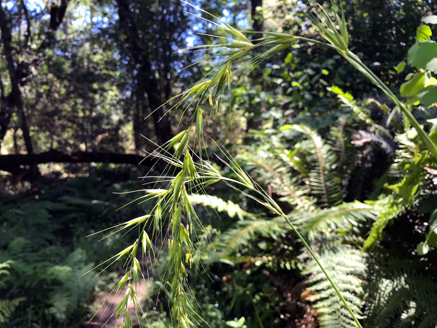 California Bottle-brush Grass (Elymus californicus)