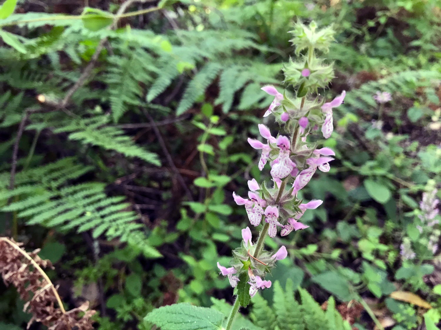 Rough Hedgenettle (Stachys rigida)