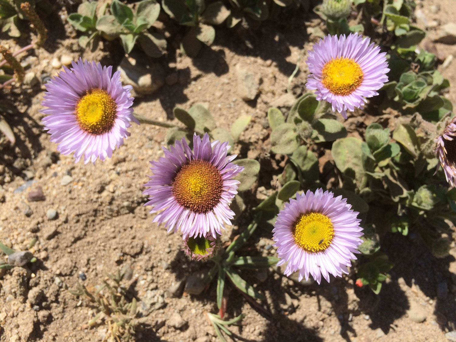 Seaside Daisy (Erigeron glaucus)