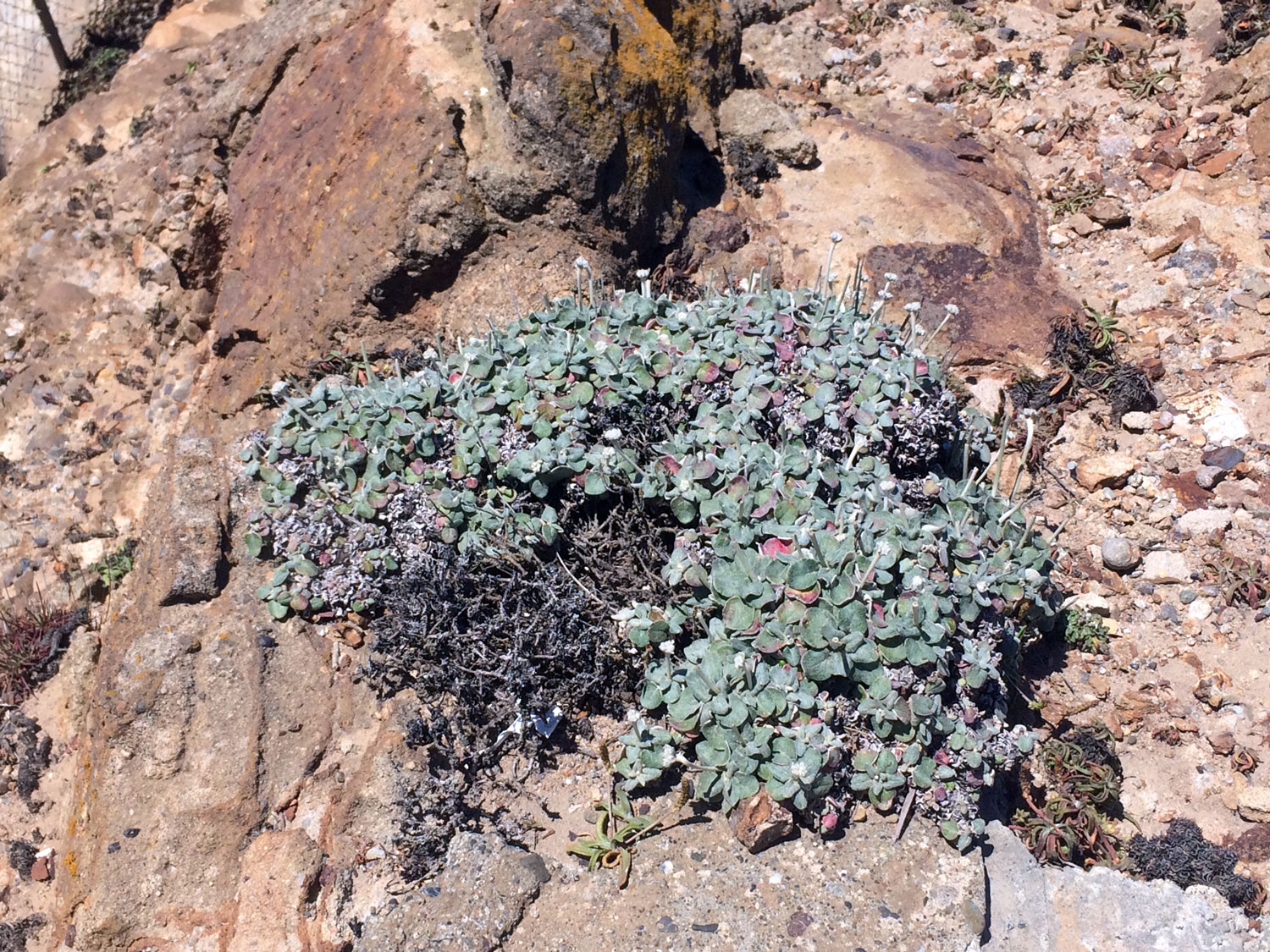 Seaside Buckwheat (Eriogonum latifolium)