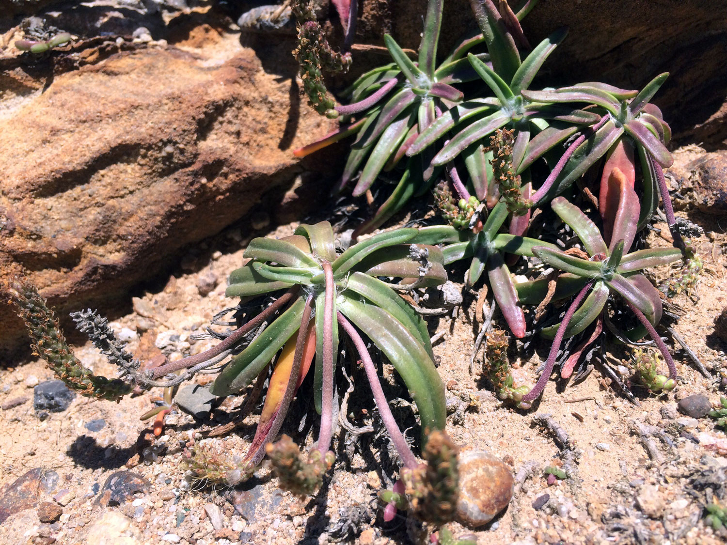 Sea Plantain (Plantago maritima)