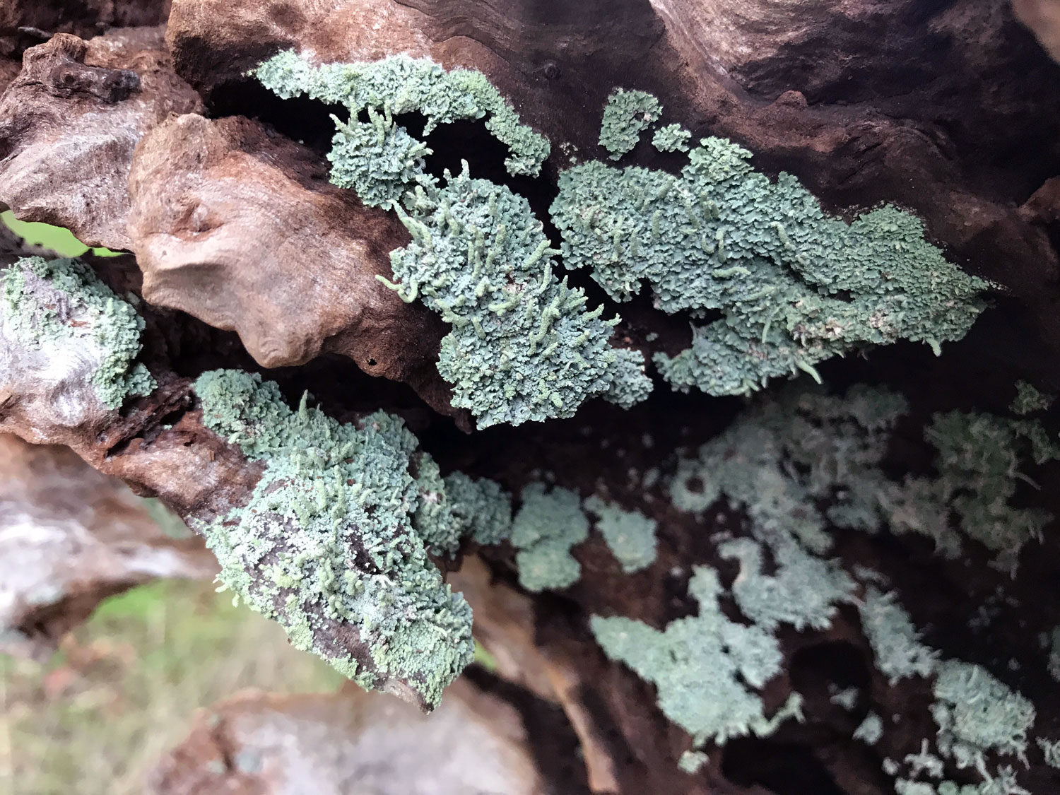 Common Powderhorn (Cladonia coniocraea)